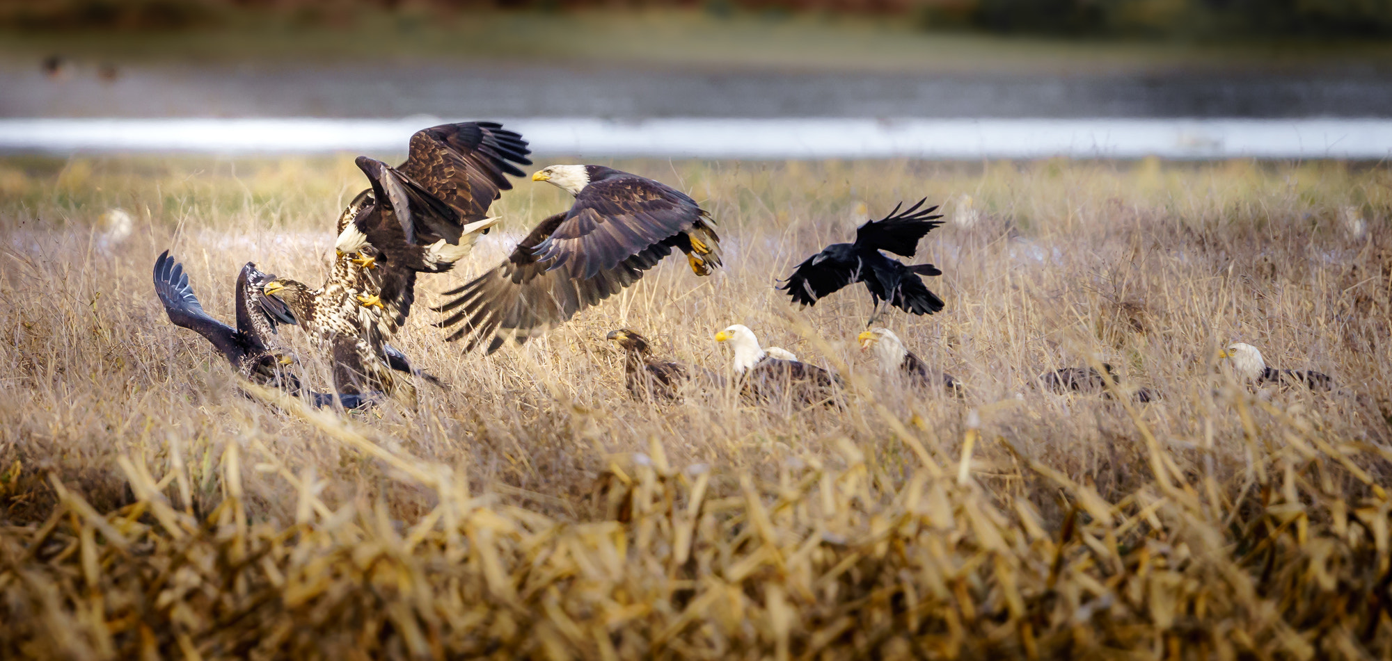 Sony a7R II + Canon EF 600mm F4L IS II USM sample photo. Eagle brawl photography