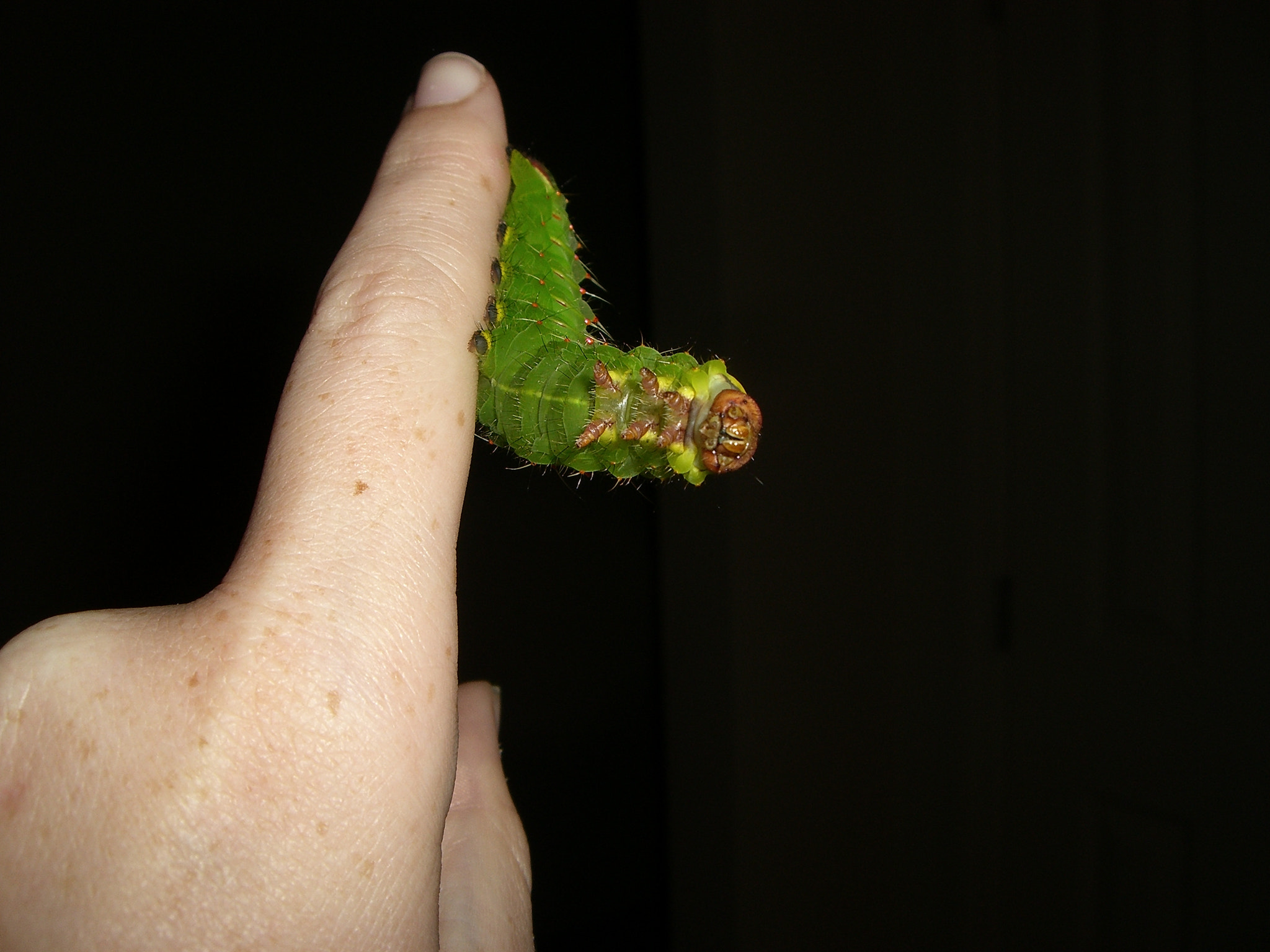 CASIO EX-S600 sample photo. Polyphemus moth caterpillar photography