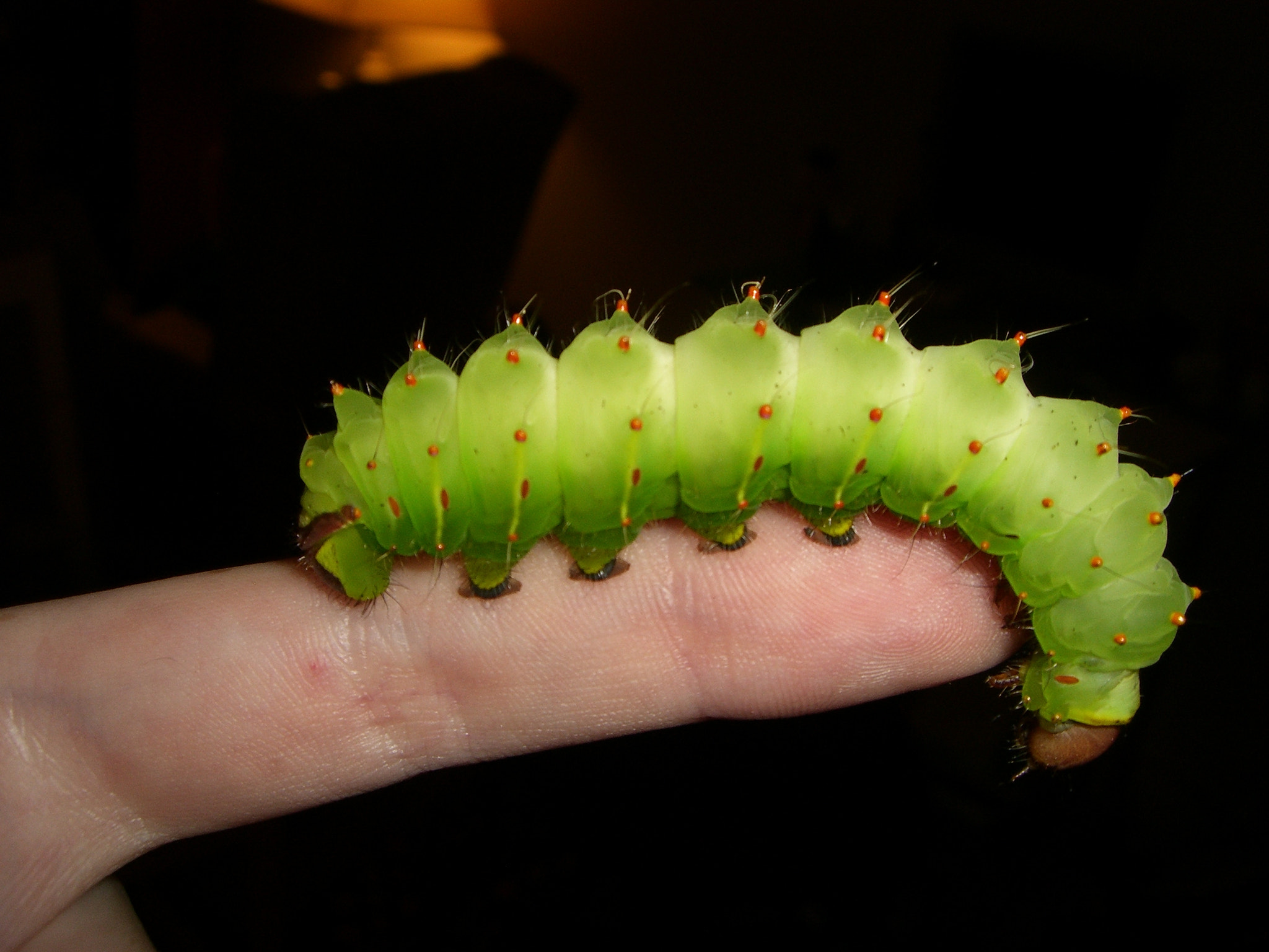 CASIO EX-S600 sample photo. Polyphemus moth caterpillar photography