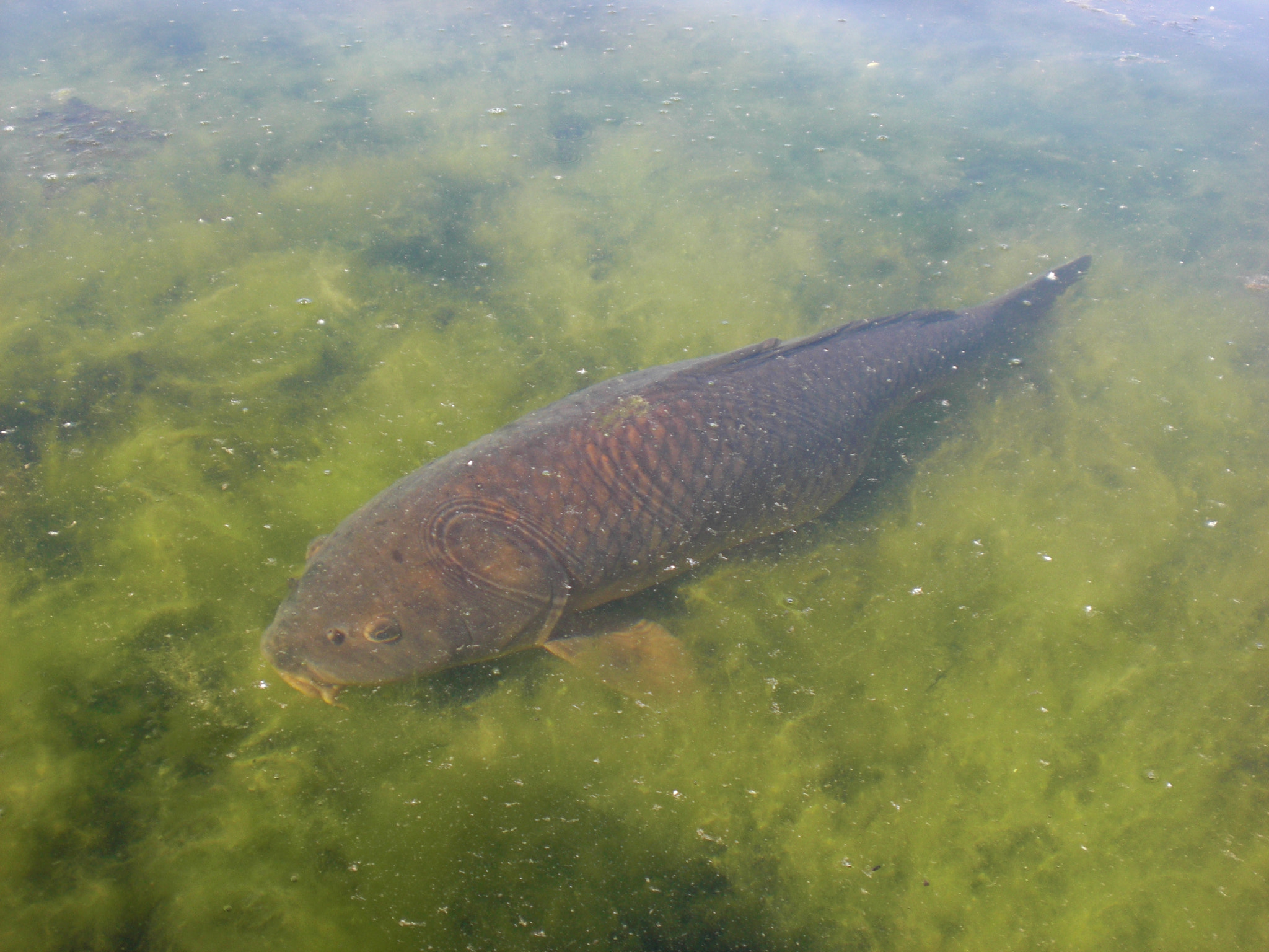 CASIO EX-Z80 sample photo. Carp in lake ontario photography