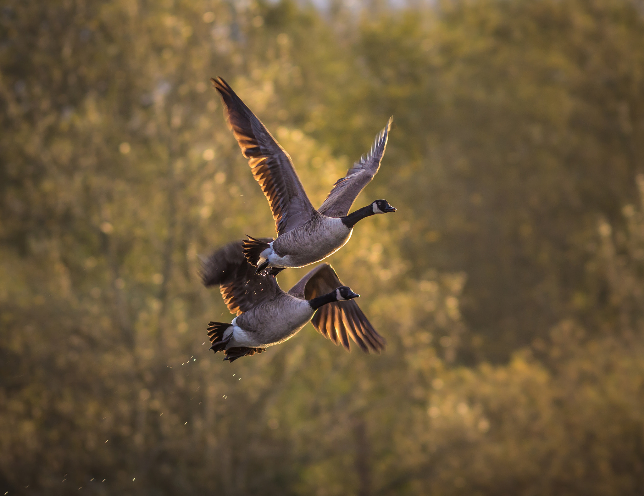 Canon EOS 60D + Canon EF 300mm F4L IS USM sample photo. Take your love and fly away photography