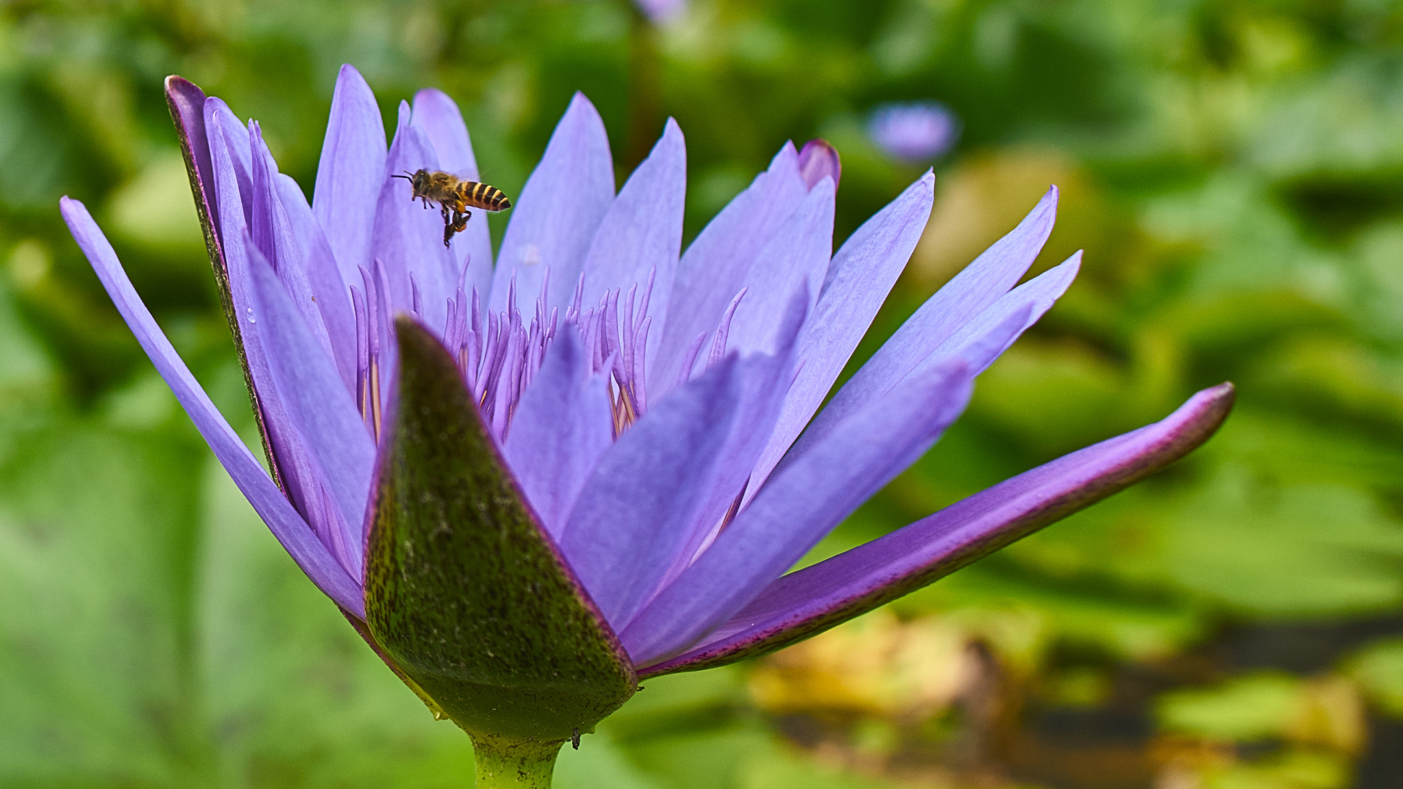 Sony a7R II sample photo. Bee photography
