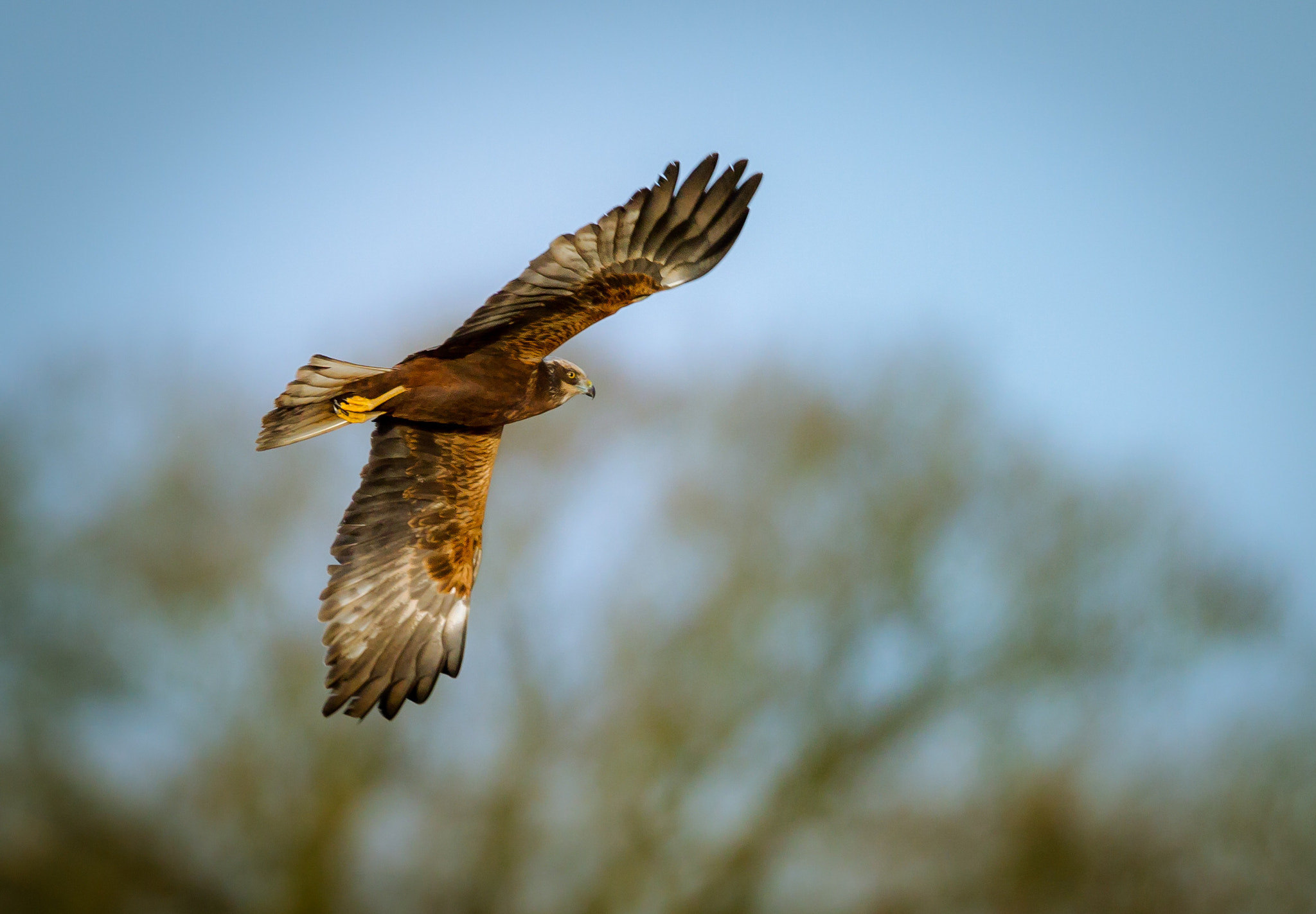 Canon EF 500mm F4L IS II USM sample photo. Marsh harrier photography