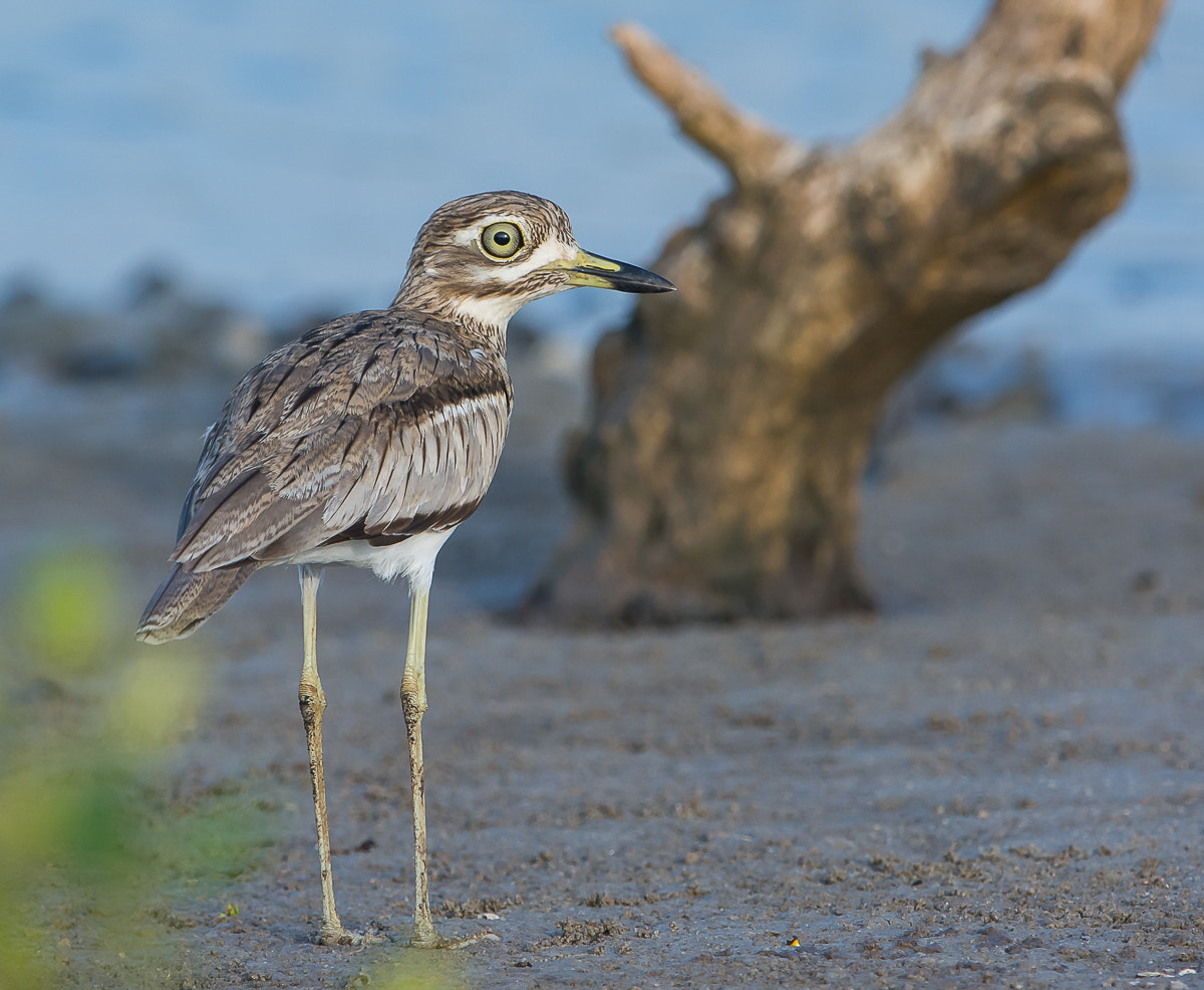 Nikon D7100 + Nikon AF-S Nikkor 600mm F4G ED VR sample photo. Water thick-knee photography