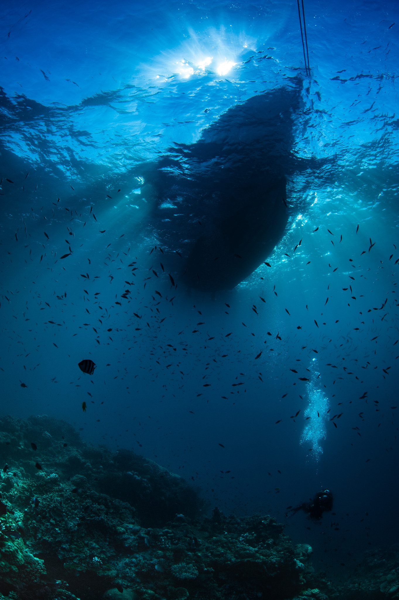 Nikon D700 + Sigma 15mm F2.8 EX DG Diagonal Fisheye sample photo. Scubadiver unbder the boat photography