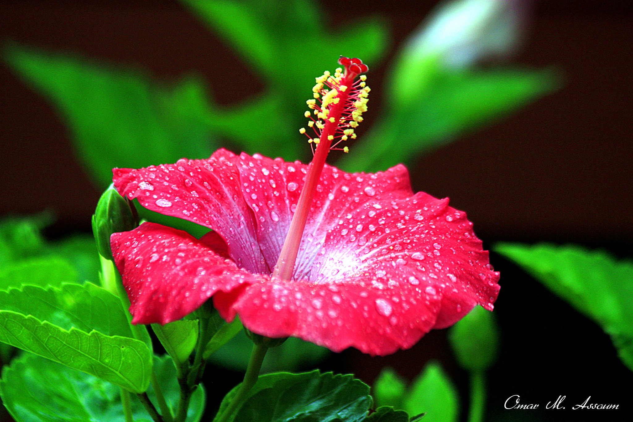 Canon EF 75-300mm F4.0-5.6 IS USM sample photo. Elegant touches photography