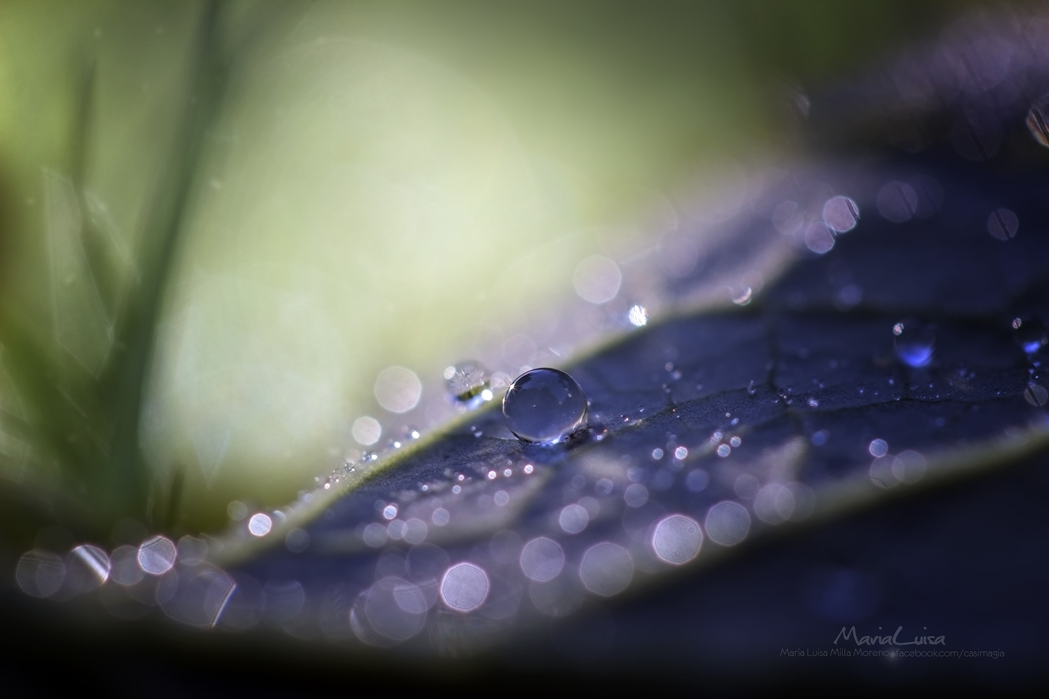 Canon EF 100mm F2.8 Macro USM sample photo. Cozy bed photography