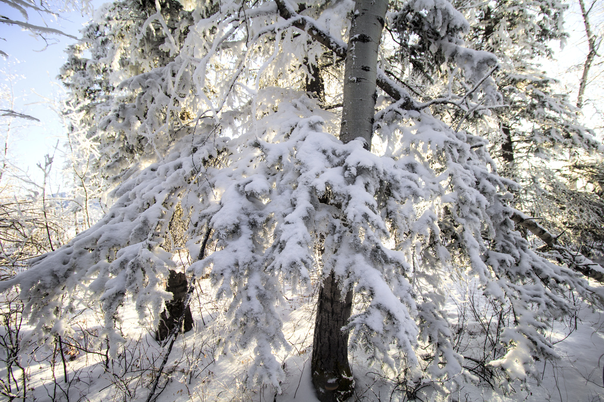 Canon EF-S 10-18mm F4.5–5.6 IS STM sample photo. Branches photography