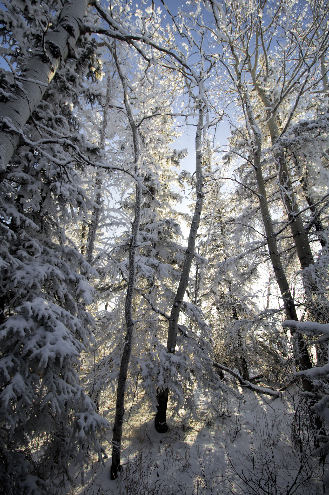 Canon EF-S 10-18mm F4.5–5.6 IS STM sample photo. Through the trees photography