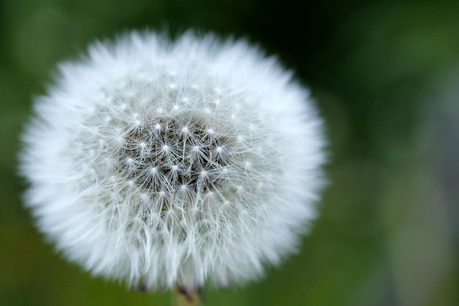 Canon EF-S 60mm F2.8 Macro USM sample photo. Dandelion photography