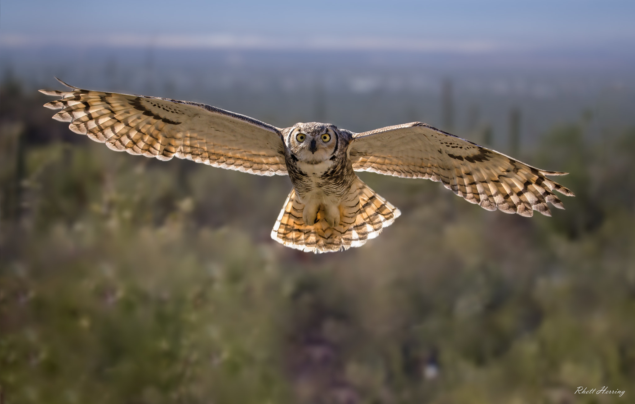 Tamron SP 150-600mm F5-6.3 Di VC USD sample photo. I'm coming after you! photography