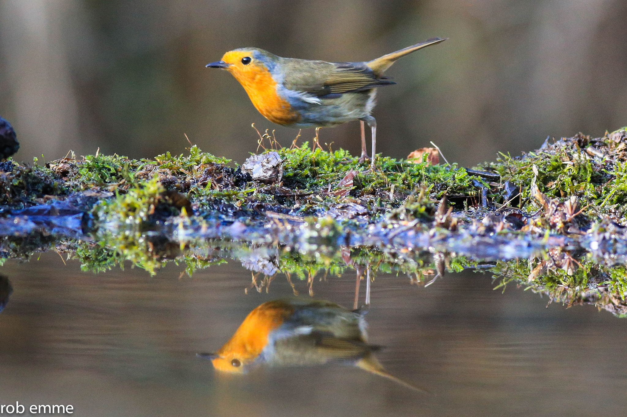 Canon EOS-1D X + Canon EF 400mm F5.6L USM sample photo. Pettirosso photography