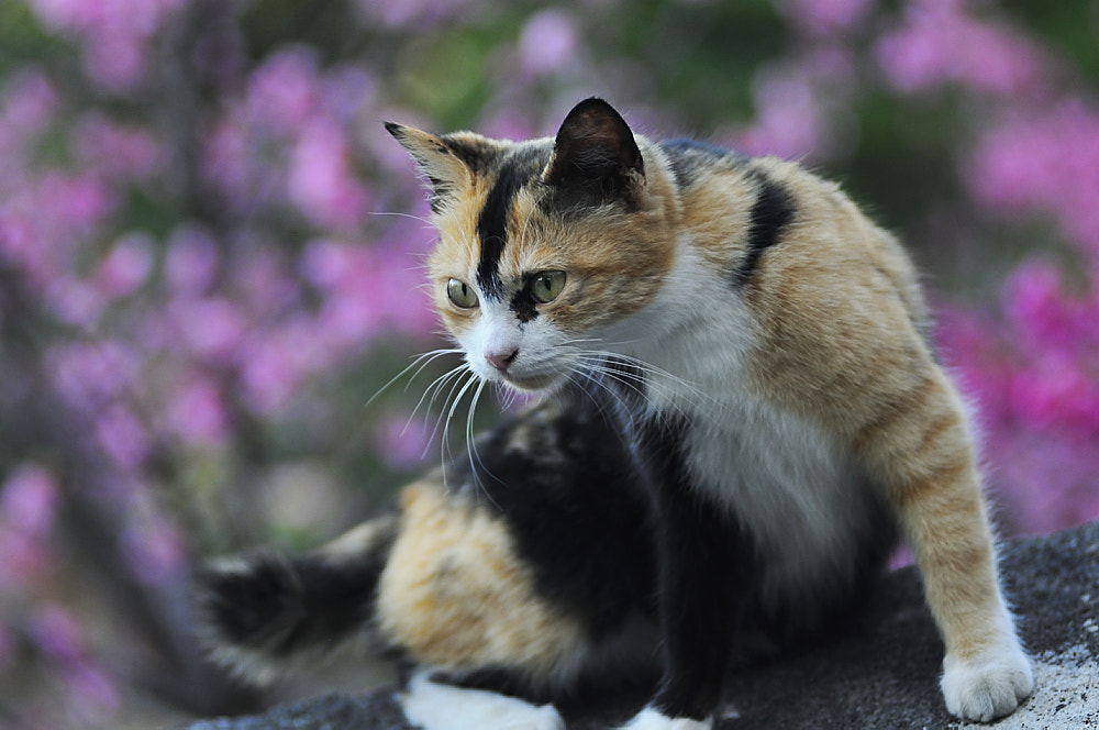 AF Zoom-Nikkor 80-200mm f/2.8 ED sample photo. Cherry blossom season photography