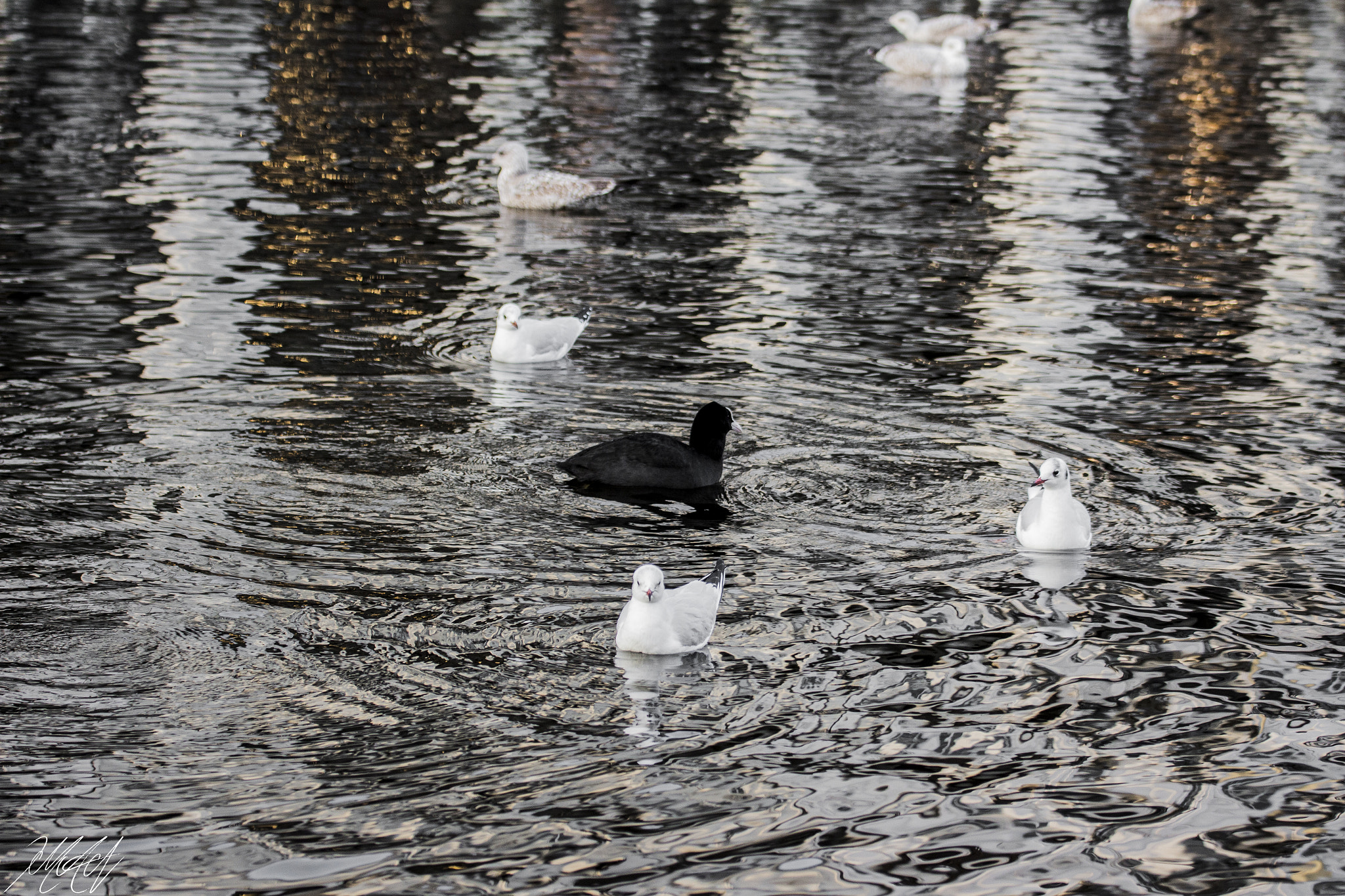 Tamron SP 35mm F1.8 Di VC USD sample photo. Ugly duckling photography