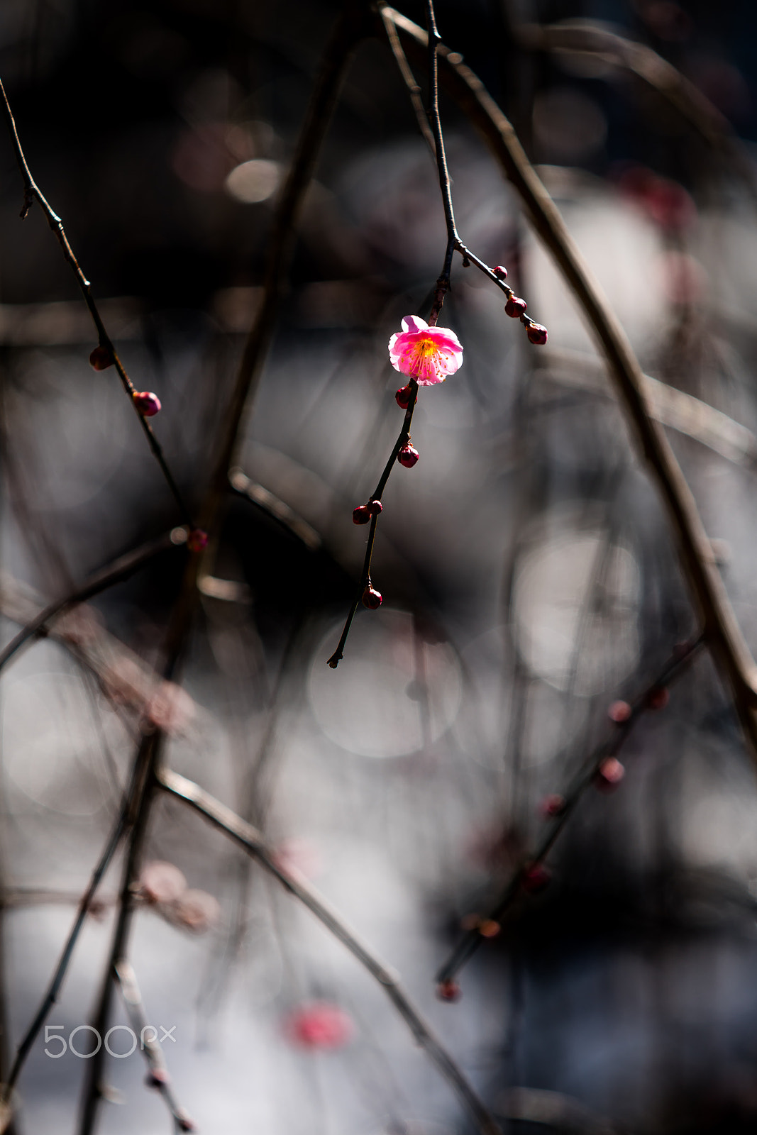 Sony a7R II sample photo. Hana ichirin(_dsc6798.jpg) photography