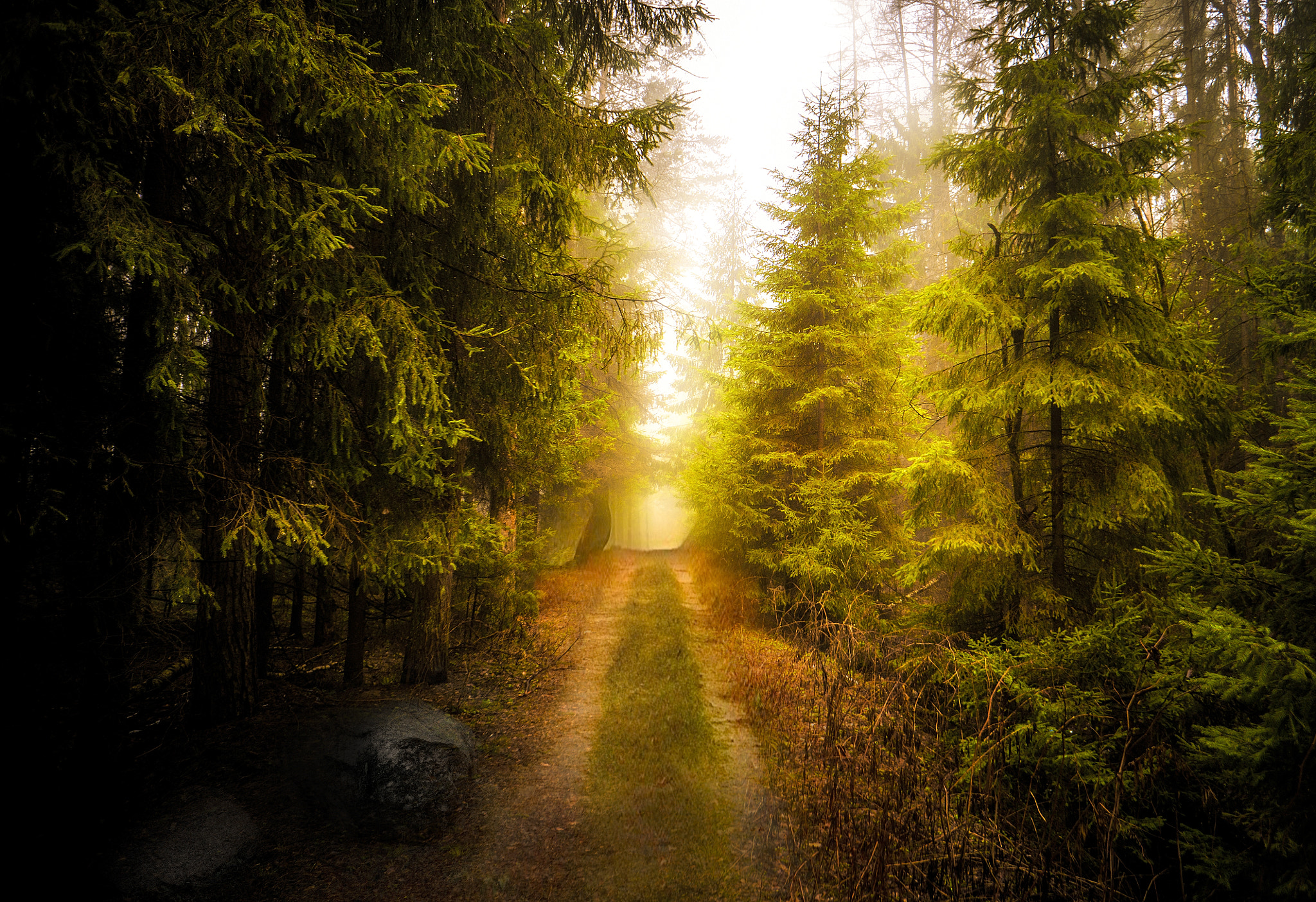 Sony Alpha NEX-6 + Sony E 16mm F2.8 sample photo. Forest trail photography
