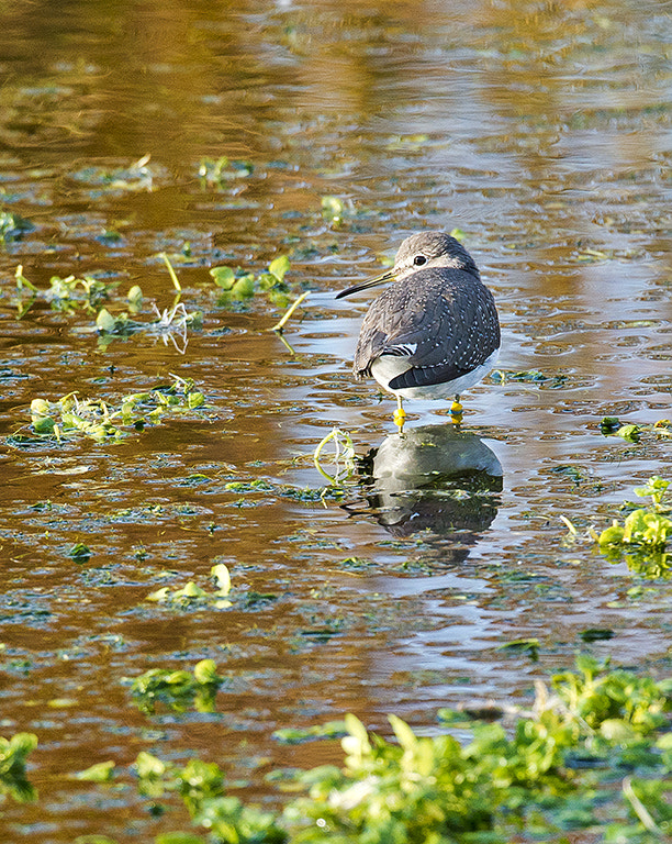 Nikon AF-S Nikkor 600mm F4D ED-IF II sample photo. Green sandpiper (tringa ochropus) photography