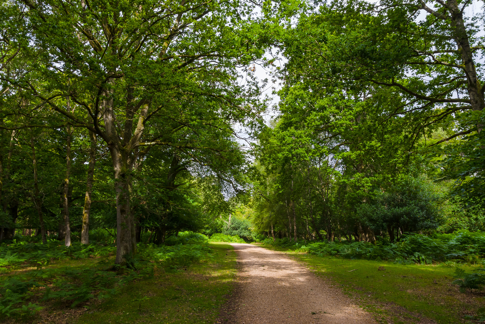 Sony Alpha DSLR-A300 sample photo. Forest path photography