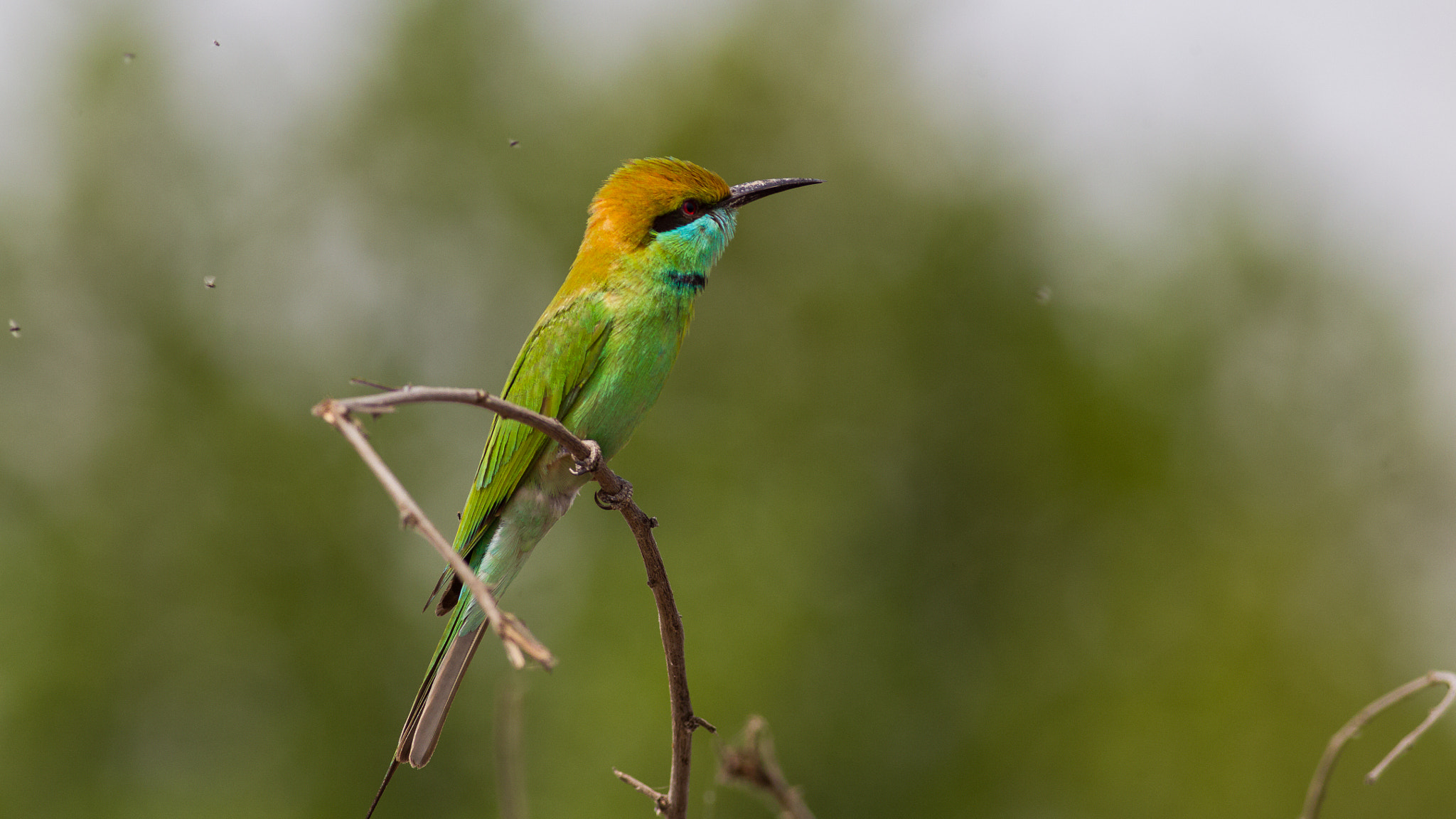 Canon EOS-1D Mark IV + Canon EF 400mm F5.6L USM sample photo. Green bee eater photography