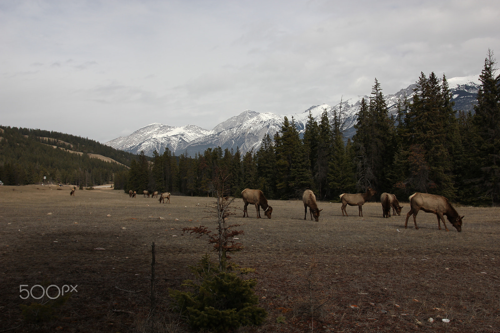 Sigma 17-70mm F2.8-4 DC Macro OS HSM sample photo. Deer photography