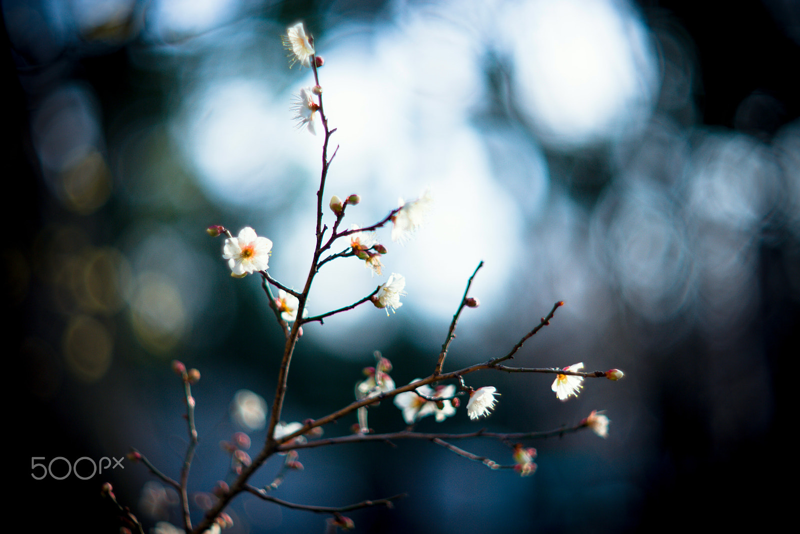 Noctilux-M 1:1/50 sample photo. Early blossoms photography