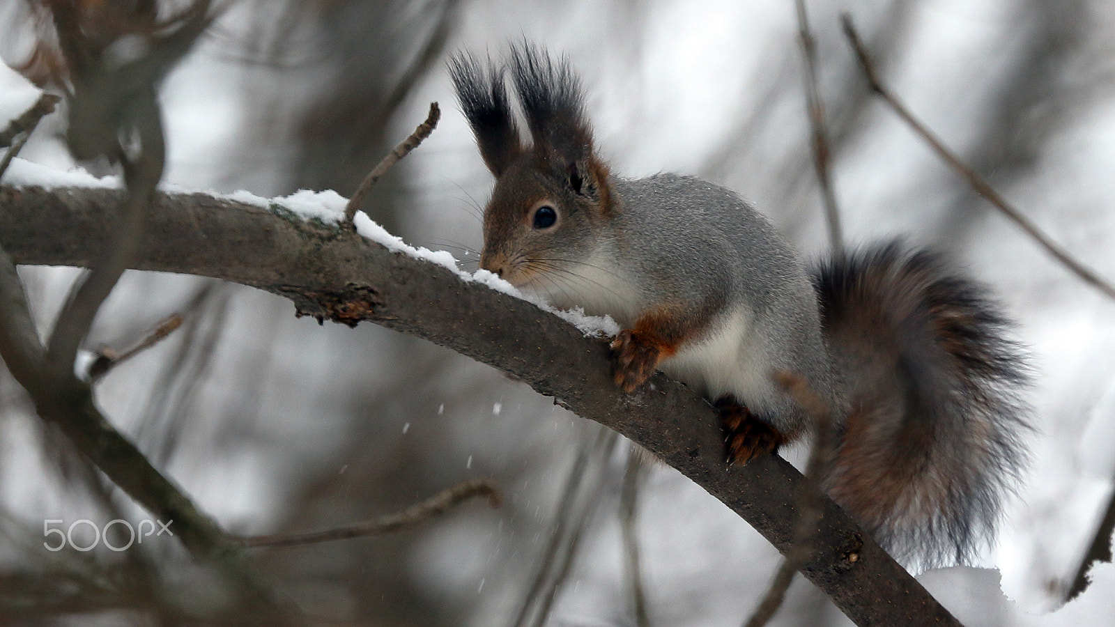 Canon EF 70-300mm F4-5.6L IS USM sample photo. Squirrel photography