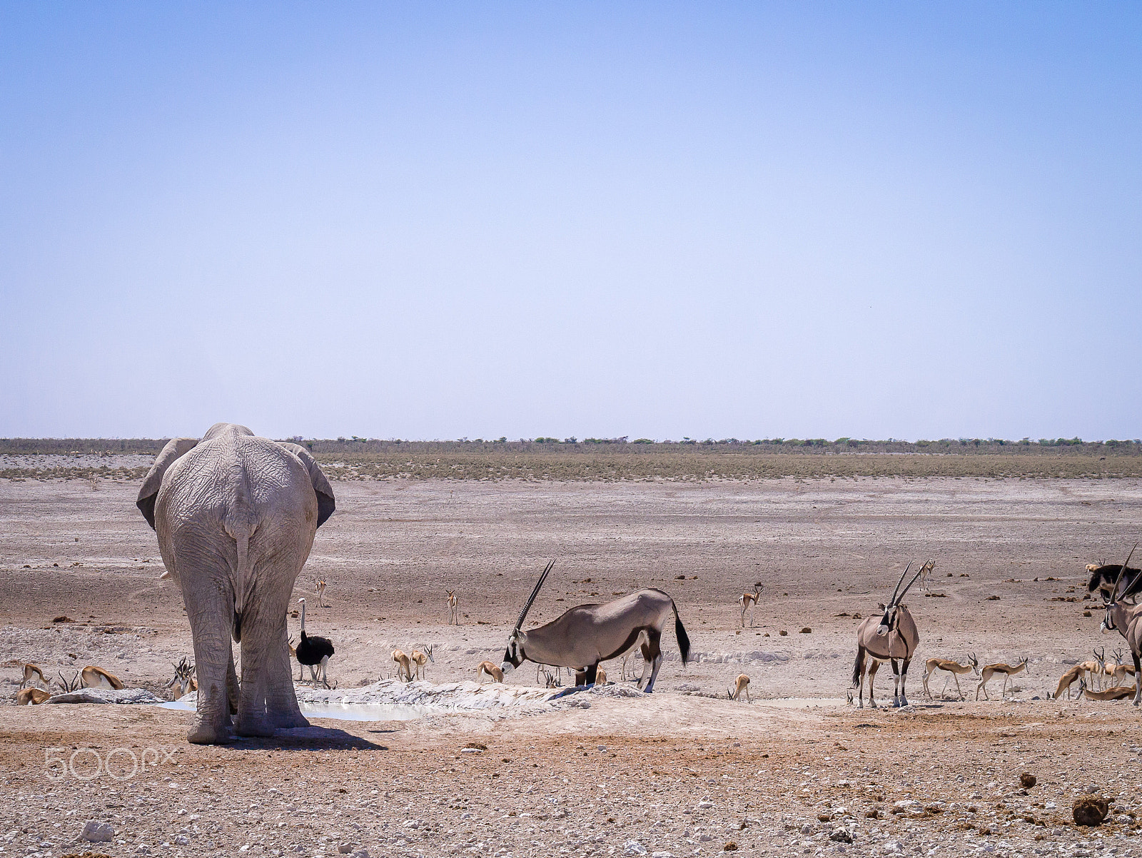 Panasonic Lumix DMC-G3 sample photo. Elephant does not care photography