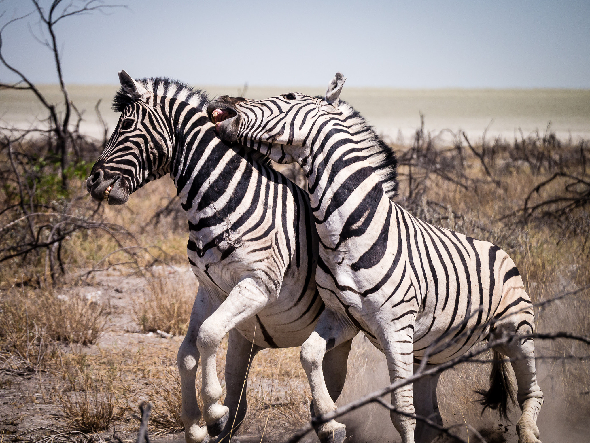 Panasonic Lumix DMC-G3 sample photo. Zebra clash photography