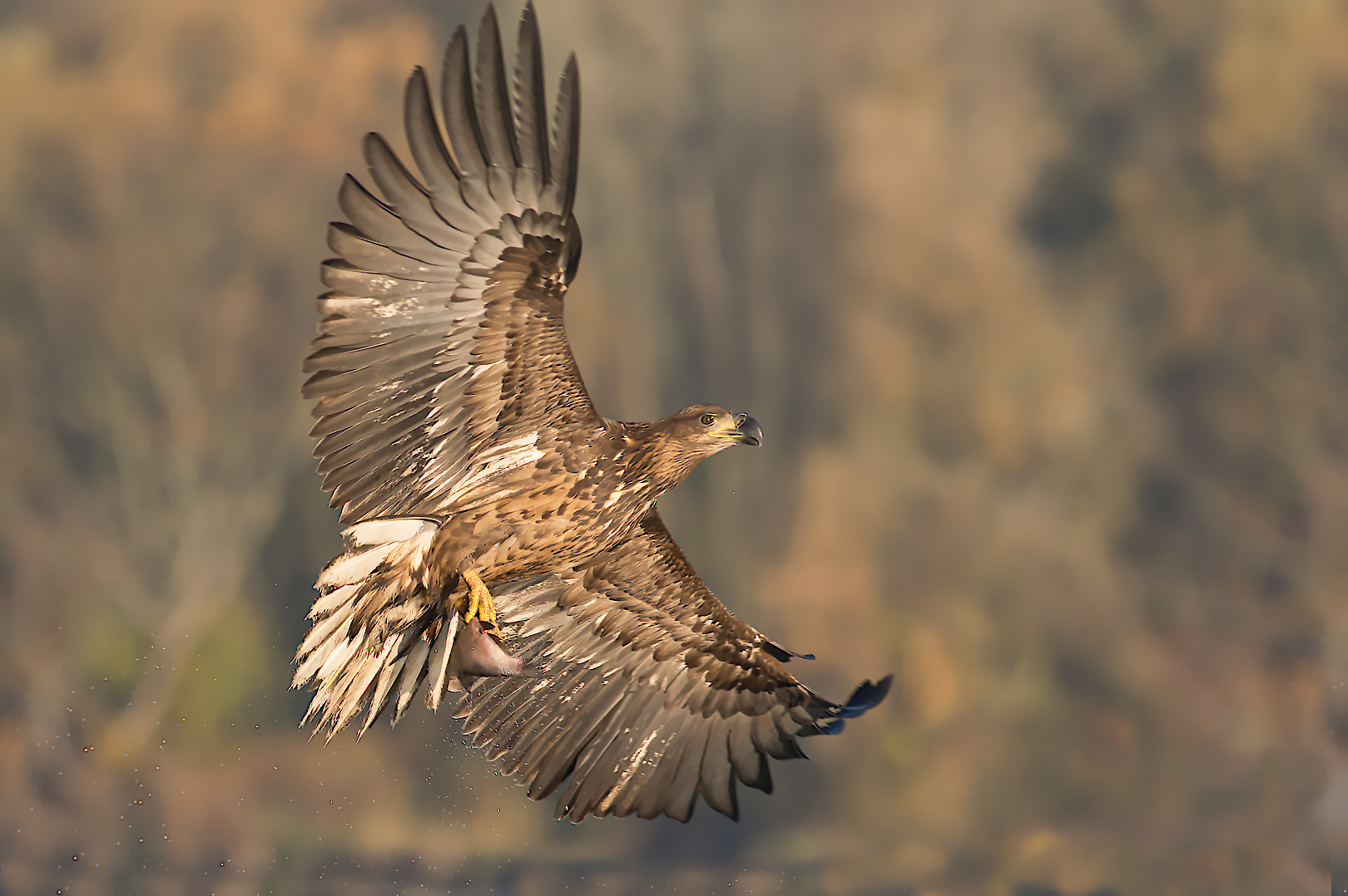 Nikon D7200 + Nikon AF-S Nikkor 300mm F2.8G ED VR II sample photo. Zeearend photography