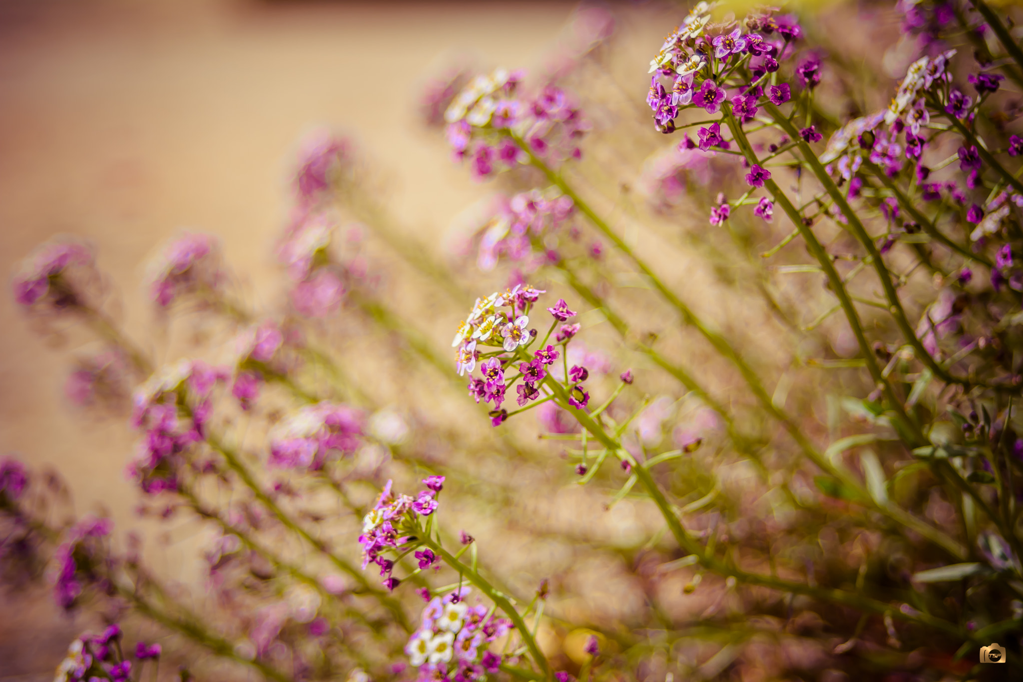 Nikon D7100 + AF Zoom-Nikkor 28-70mm f/3.5-4.5 sample photo. Flower-power series photography