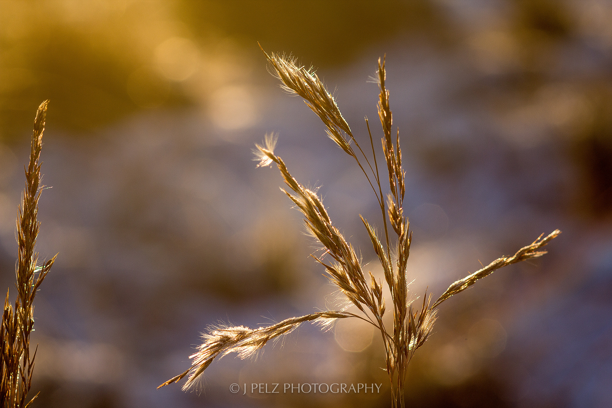 Canon EF 100mm F2.8 Macro USM sample photo. Glowing bokeh photography