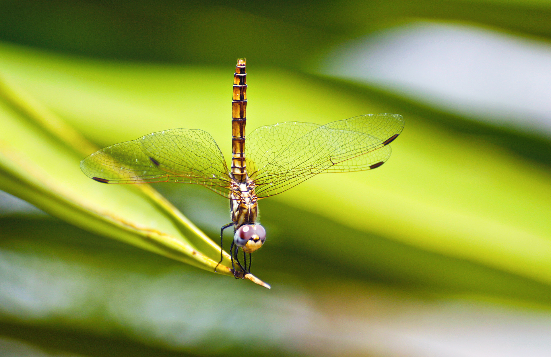 Sigma 50-200mm F4-5.6 DC OS HSM sample photo. Get your a** up photography