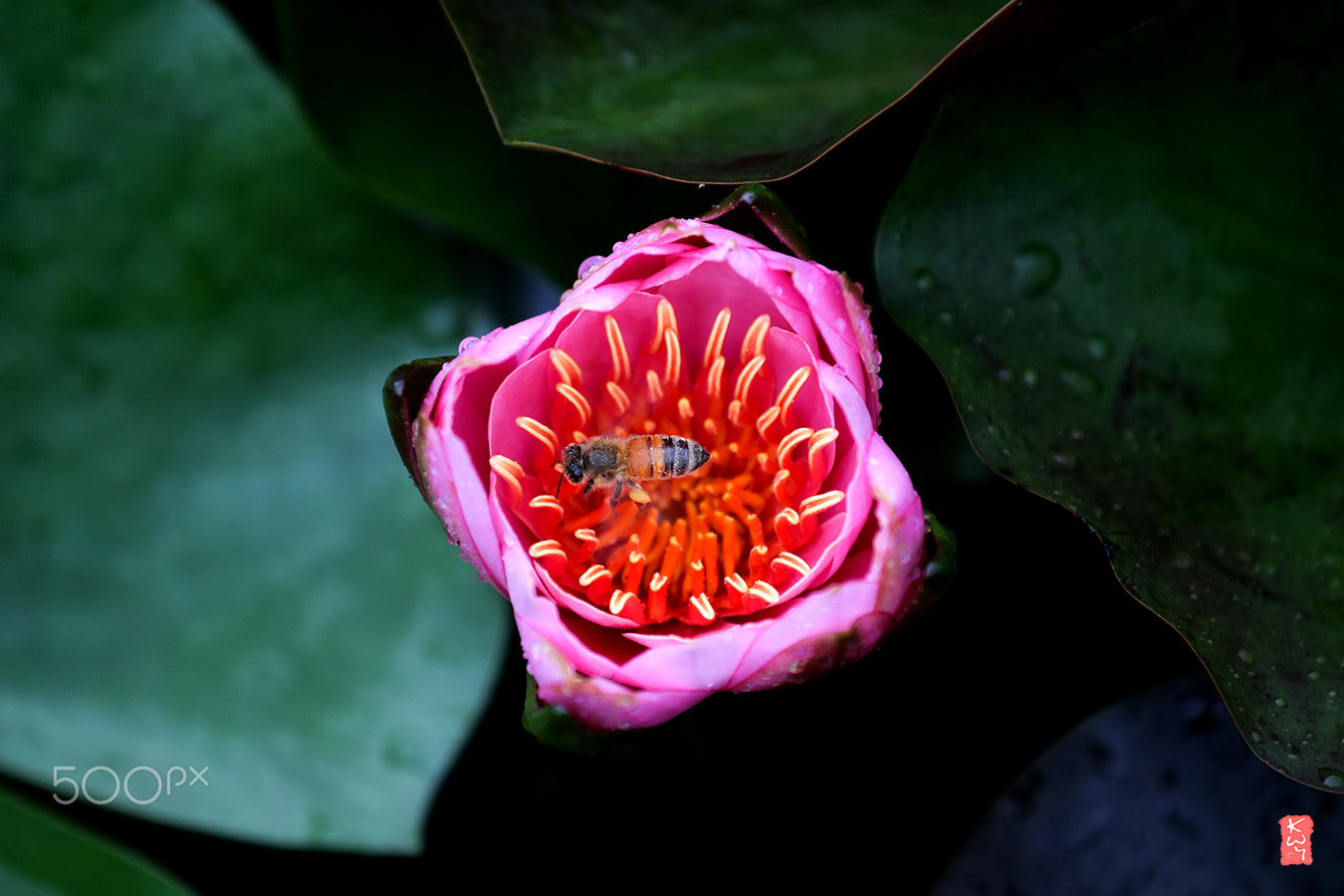 Canon EOS 100D (EOS Rebel SL1 / EOS Kiss X7) + Canon EF 70-200mm F4L IS USM sample photo. Water lily photography