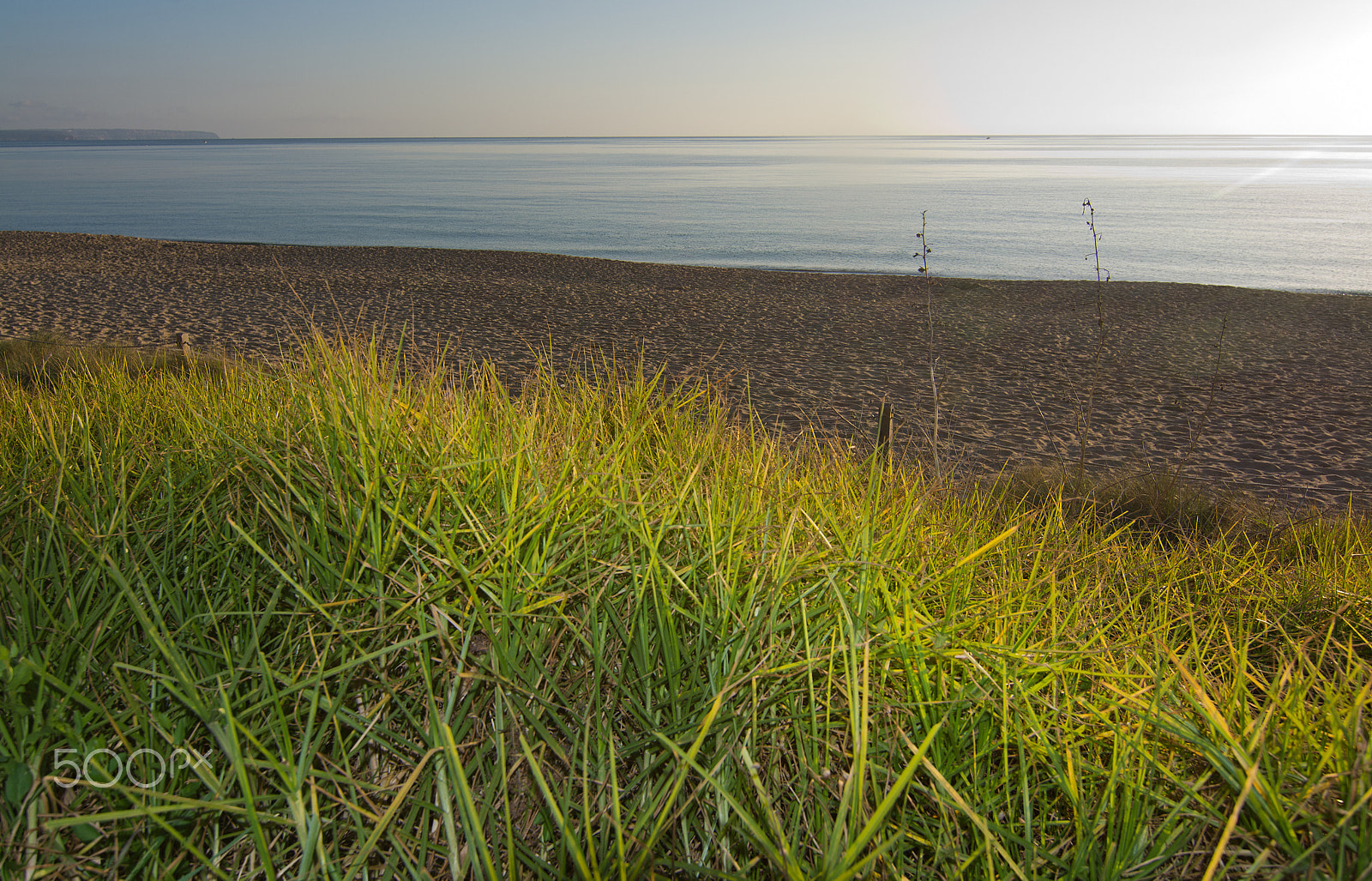 Nikon D7100 + Zeiss Milvus 35mm f/2 sample photo. Green grass near beach photography