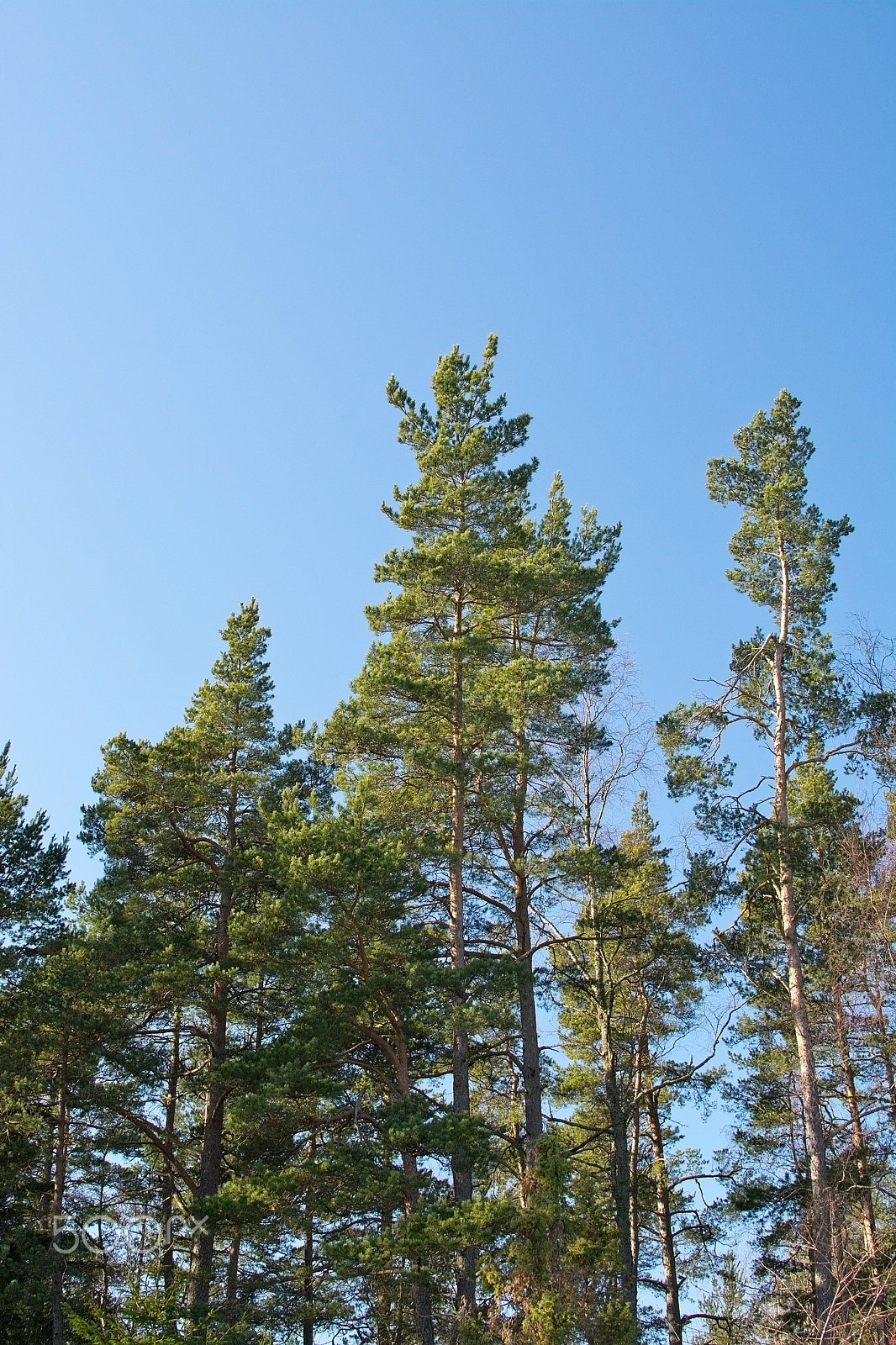 Nikon D7100 + IX-Nikkor 24-70mm f/3.5-5.6 sample photo. Forest tree tops photography