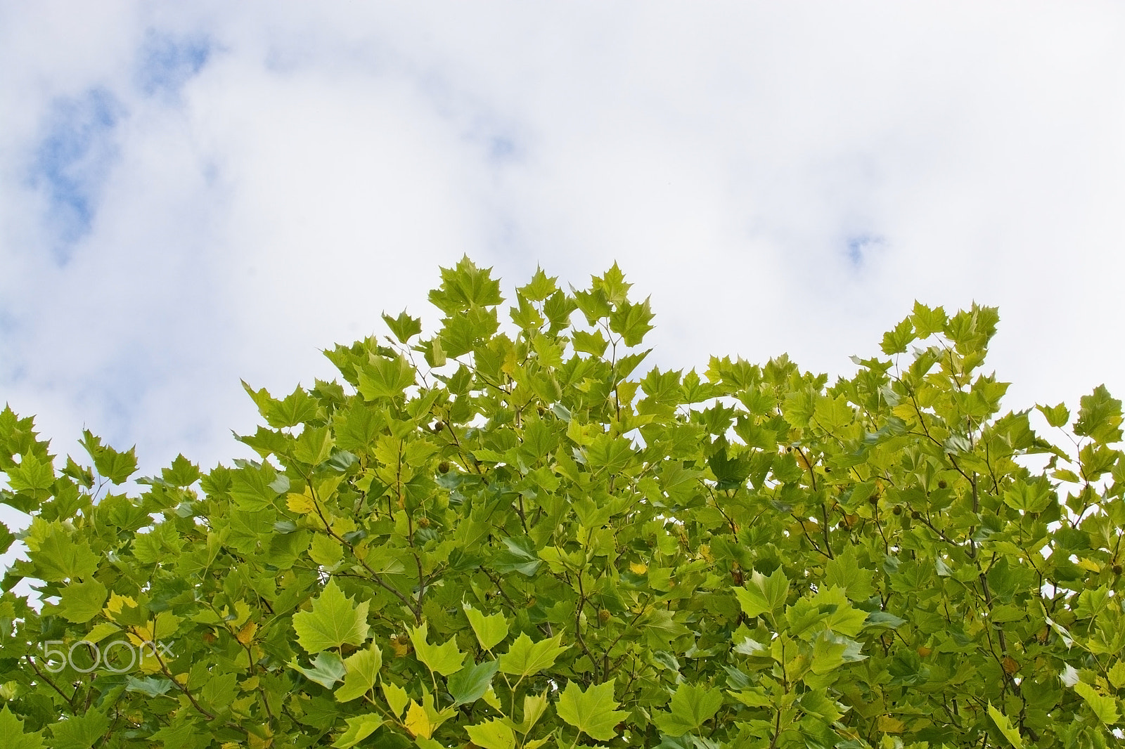 Nikon D7100 + AF Nikkor 70-210mm f/4-5.6D sample photo. Maple tree background photography