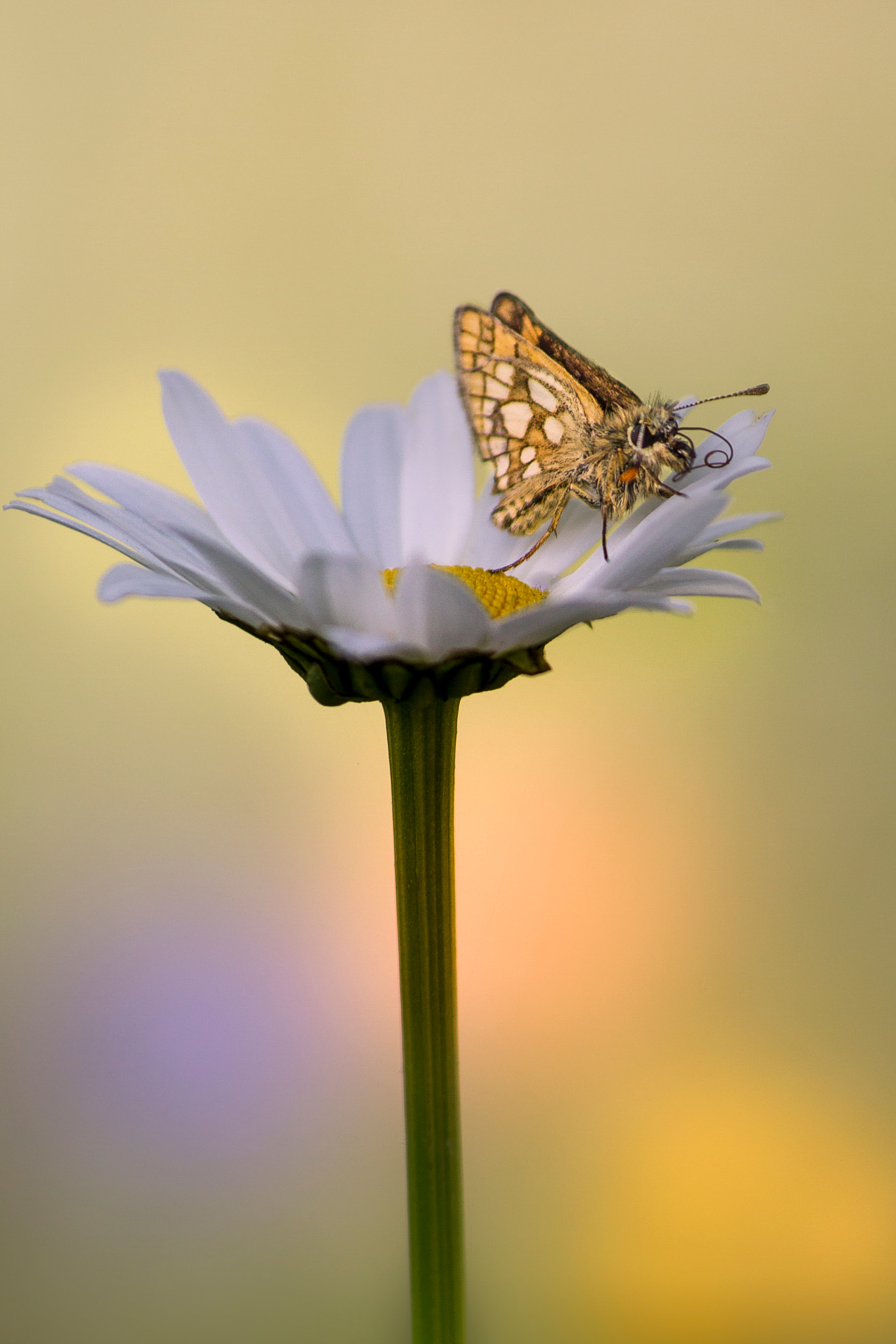 Sigma 70-300mm F4-5.6 APO DG Macro sample photo. Carterocephalus palaemon photography