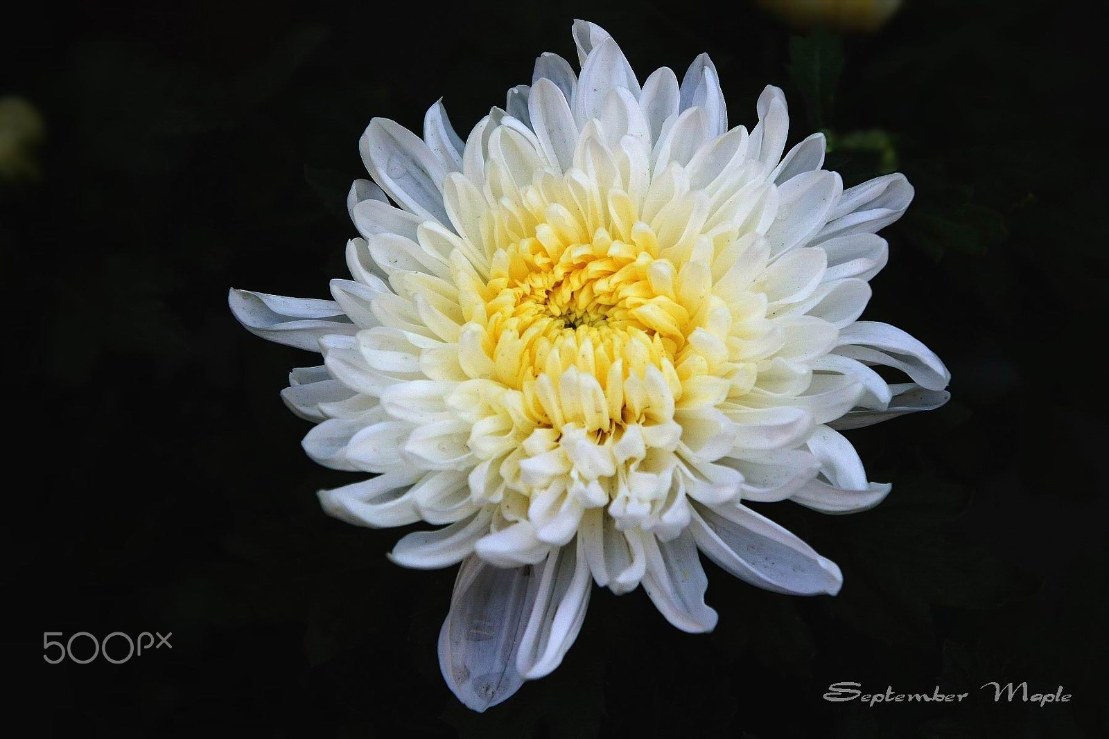 Sony NEX-5C sample photo. 白色菊花 photography