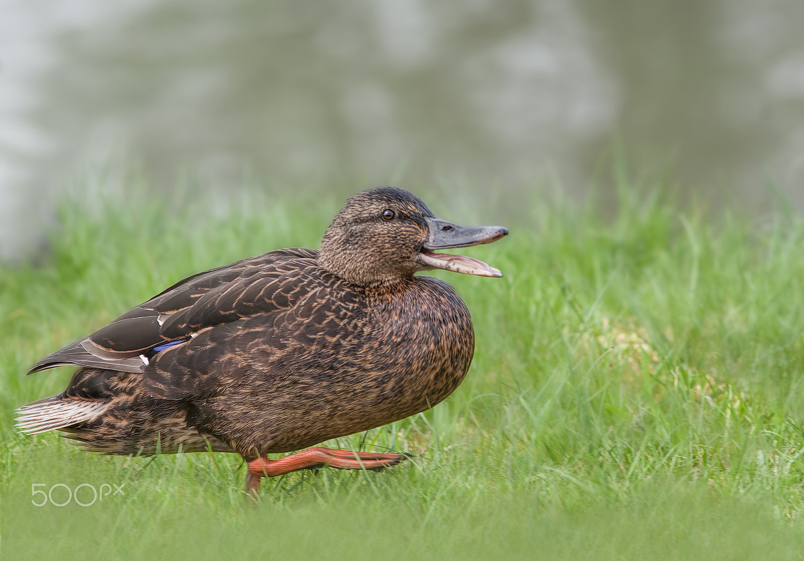 Canon EOS 30D + Canon EF 300mm F4L IS USM sample photo. I''m so exited, pom pom pom pom ...... photography