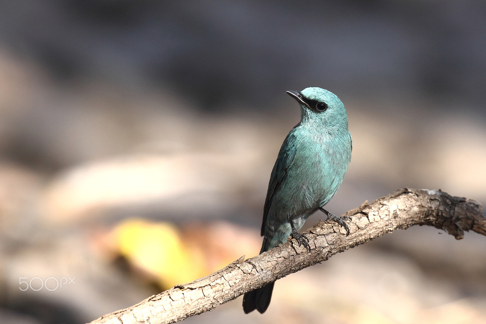 Canon EF 100-400mm F4.5-5.6L IS II USM sample photo. Verditer fly catcher photography