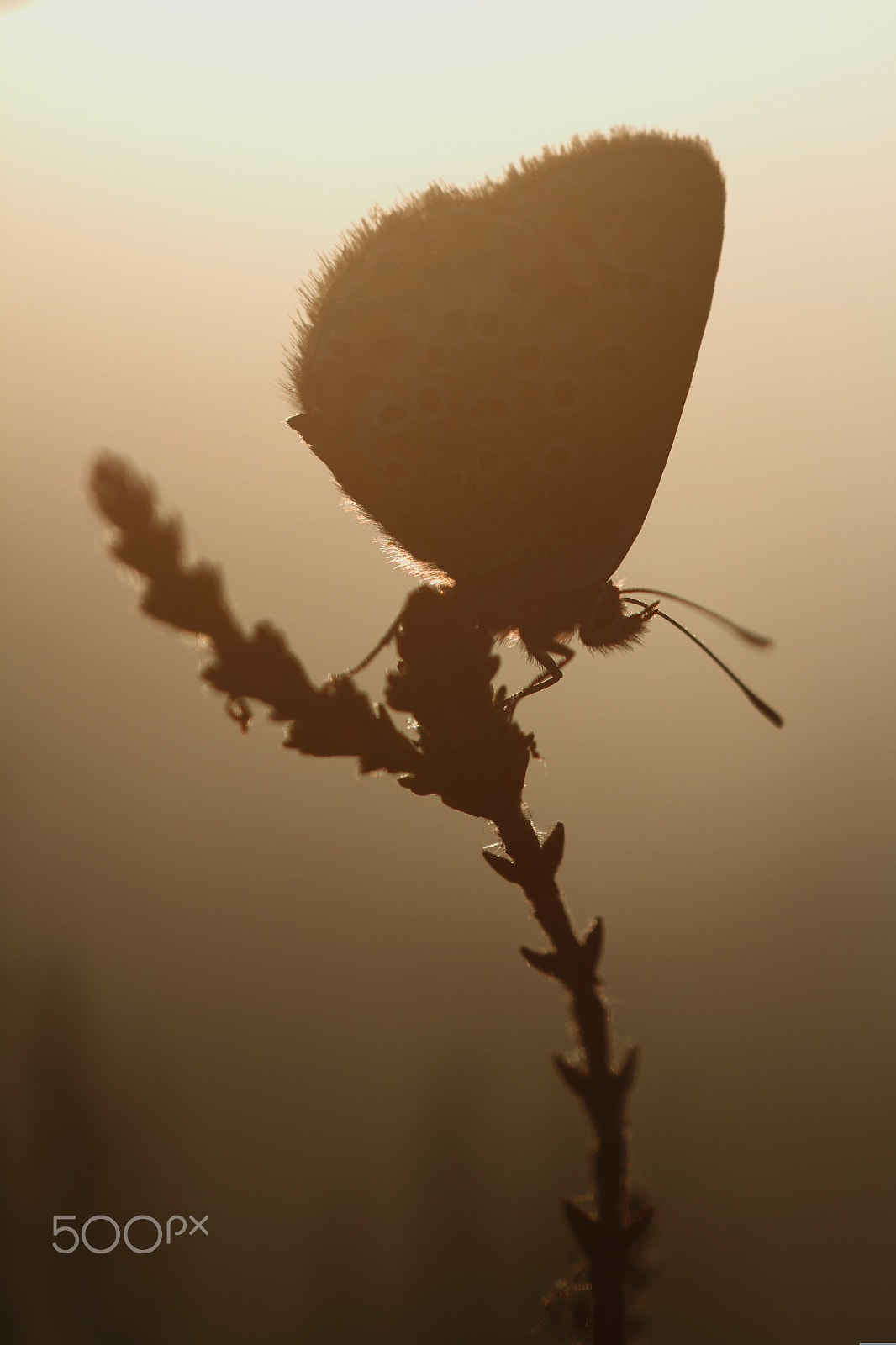 Sigma 150mm f/2.8 EX DG OS HSM APO Macro sample photo. The golden hour photography