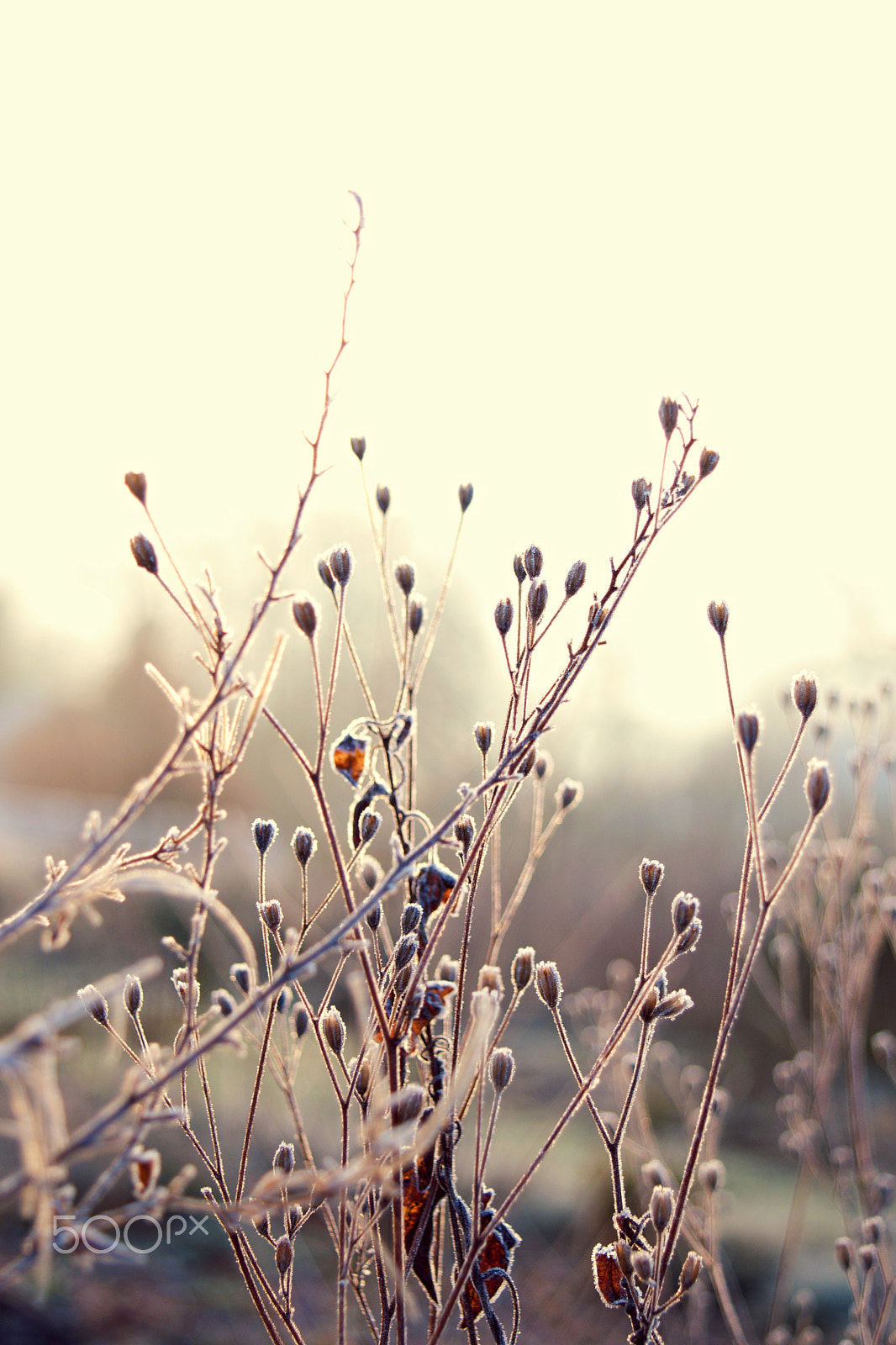 18.00 - 55.00 mm f/3.5 - 5.6 sample photo. This morning photography