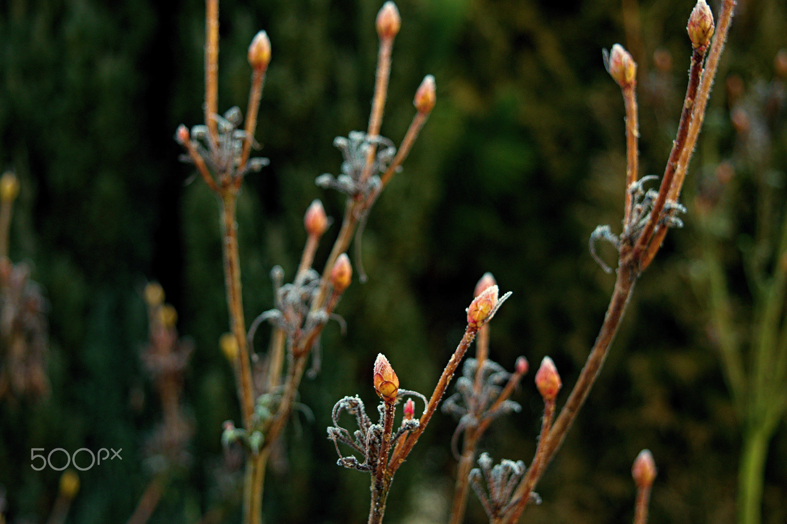 Nikon D3300 + 18.00 - 55.00 mm f/3.5 - 5.6 sample photo. This morning photography