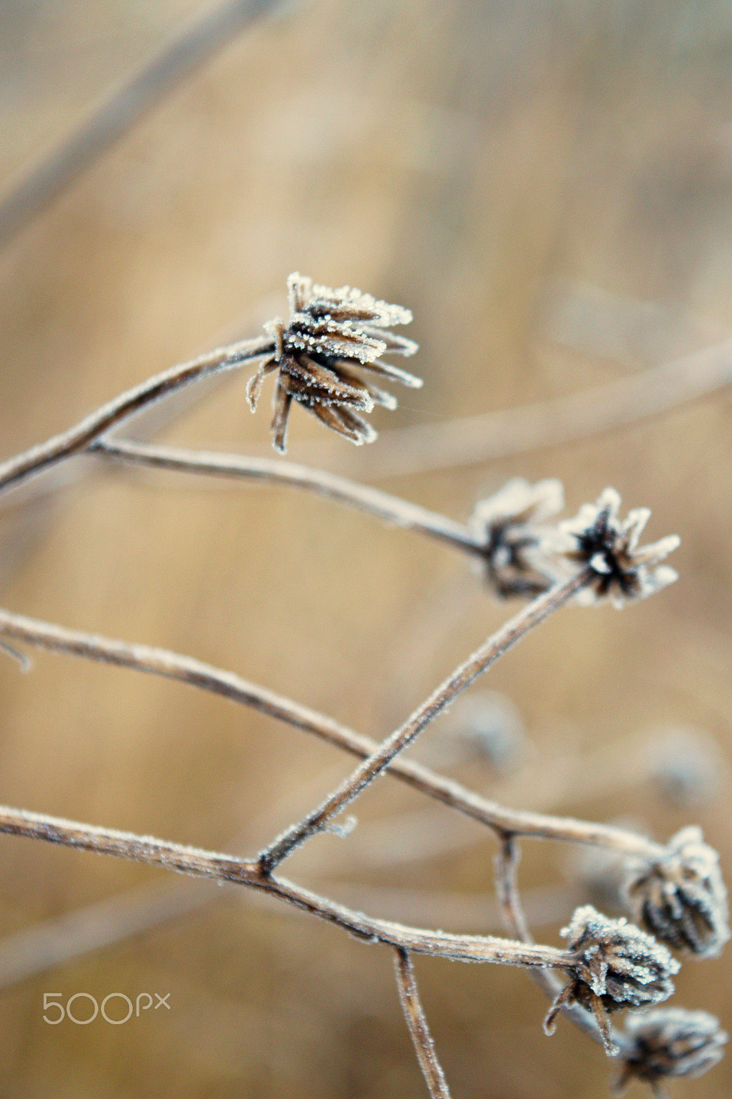 18.00 - 55.00 mm f/3.5 - 5.6 sample photo. This morning photography