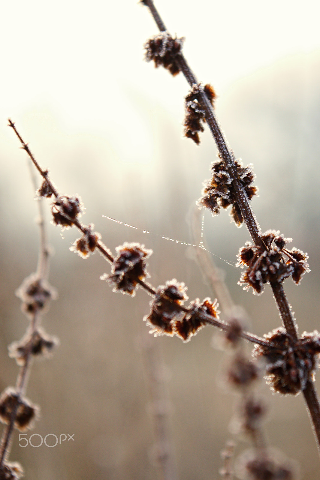 18.00 - 55.00 mm f/3.5 - 5.6 sample photo. This morning photography