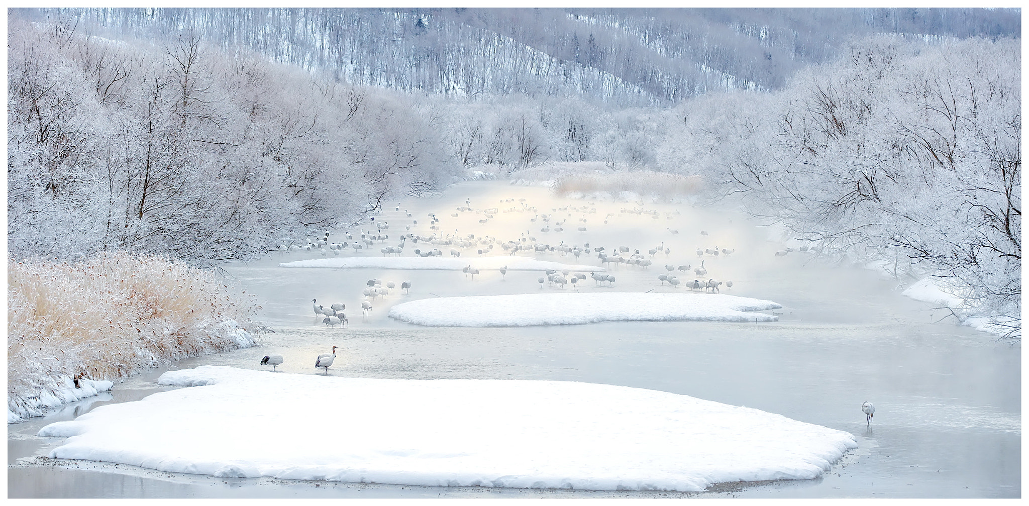 Nikon D4S sample photo. Bed of cranes~~~ photography