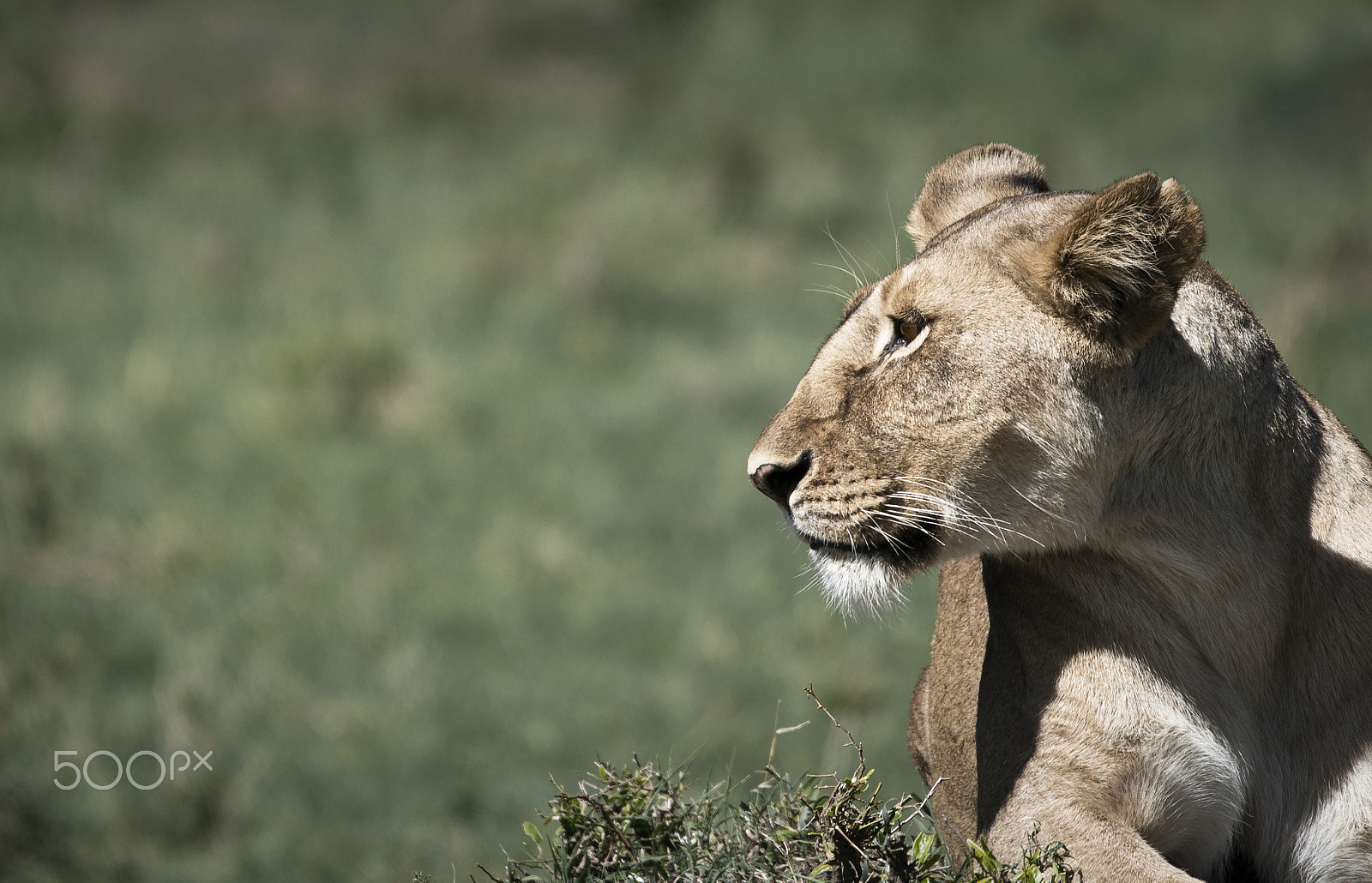 Sigma 150-500mm F5-6.3 DG OS HSM sample photo. Kenya - lionne de profile photography