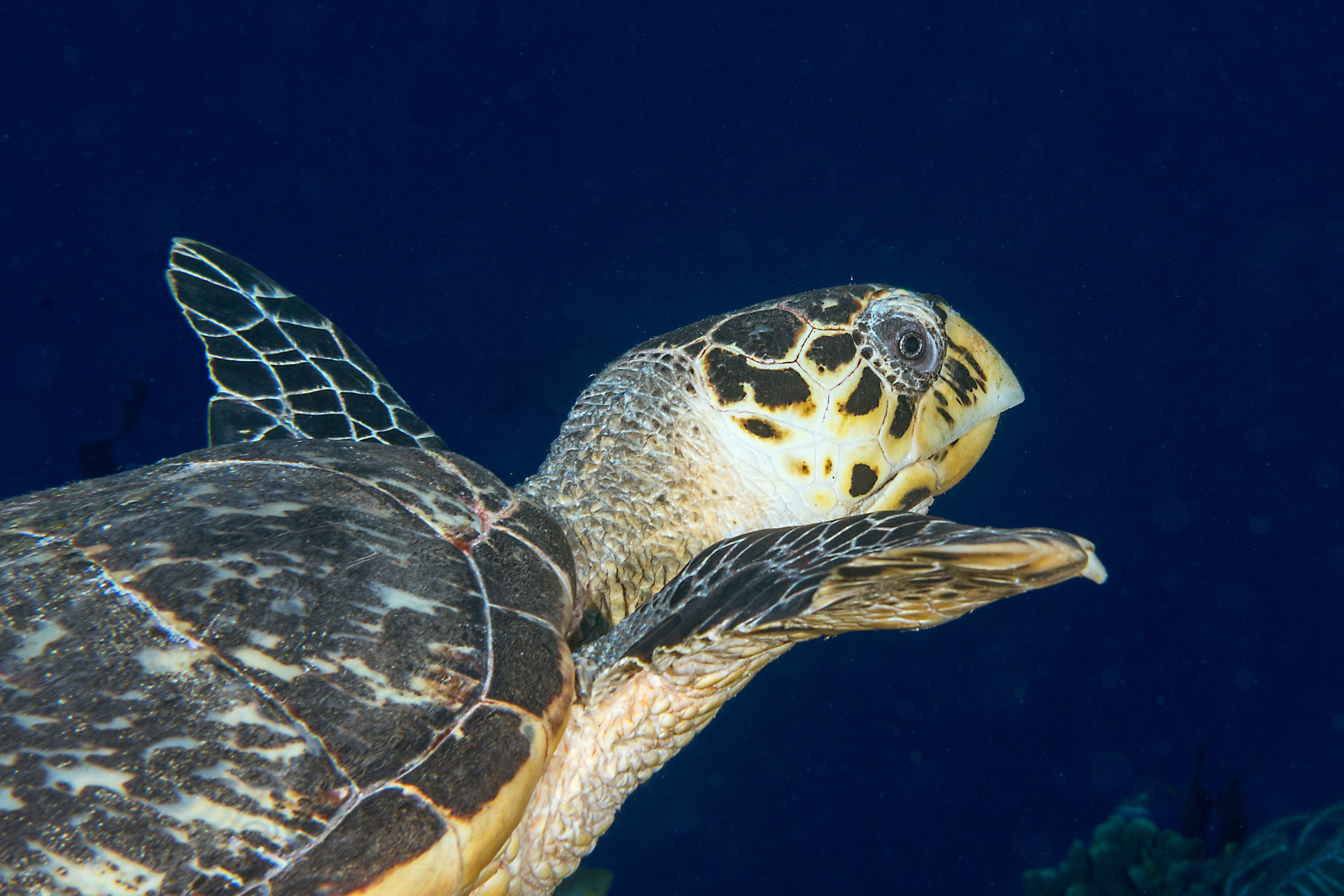 Nikon AF-S Micro-Nikkor 60mm F2.8G ED sample photo. Hawksbill turtle photography