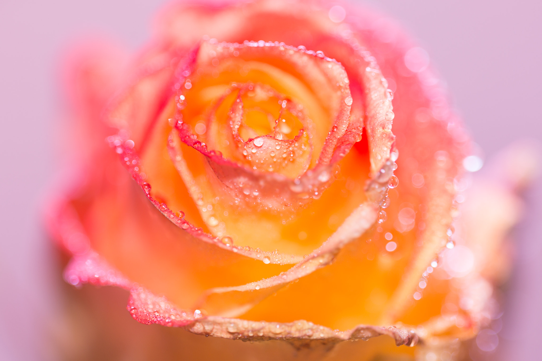 Sigma 150mm f/2.8 EX DG OS HSM APO Macro sample photo. Drops on same rose photography