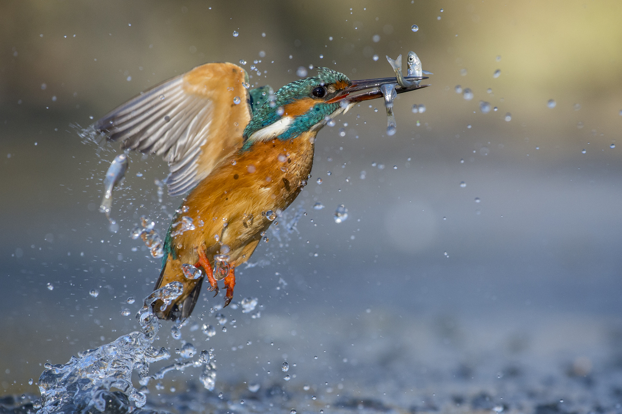 Nikon AF-S Nikkor 70-200mm F4G ED VR sample photo. Three fish for the king photography